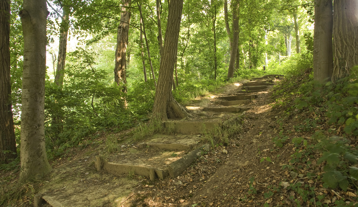 Natuurlijke trap in het bos