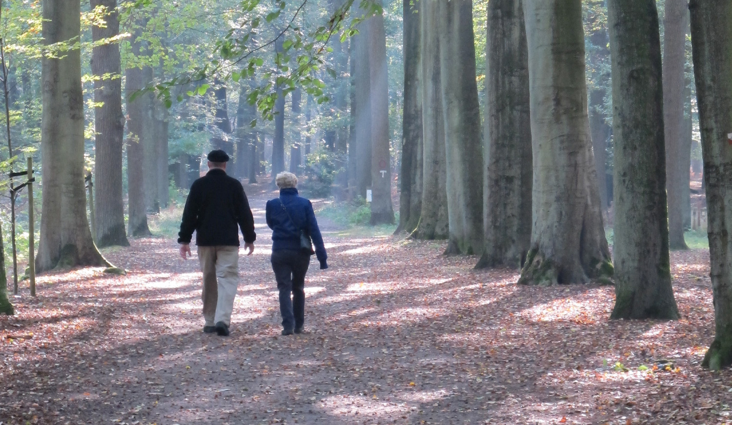 Wandelaars in het bos