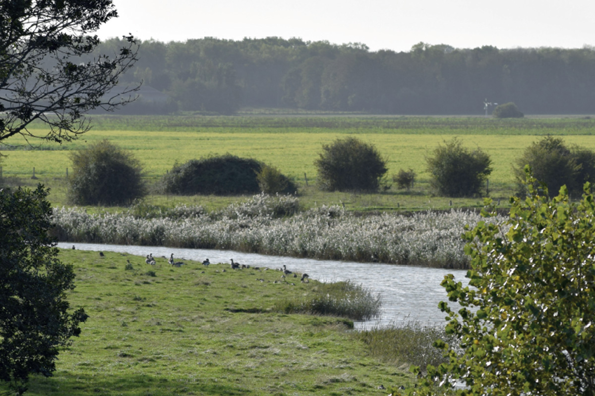 Polder