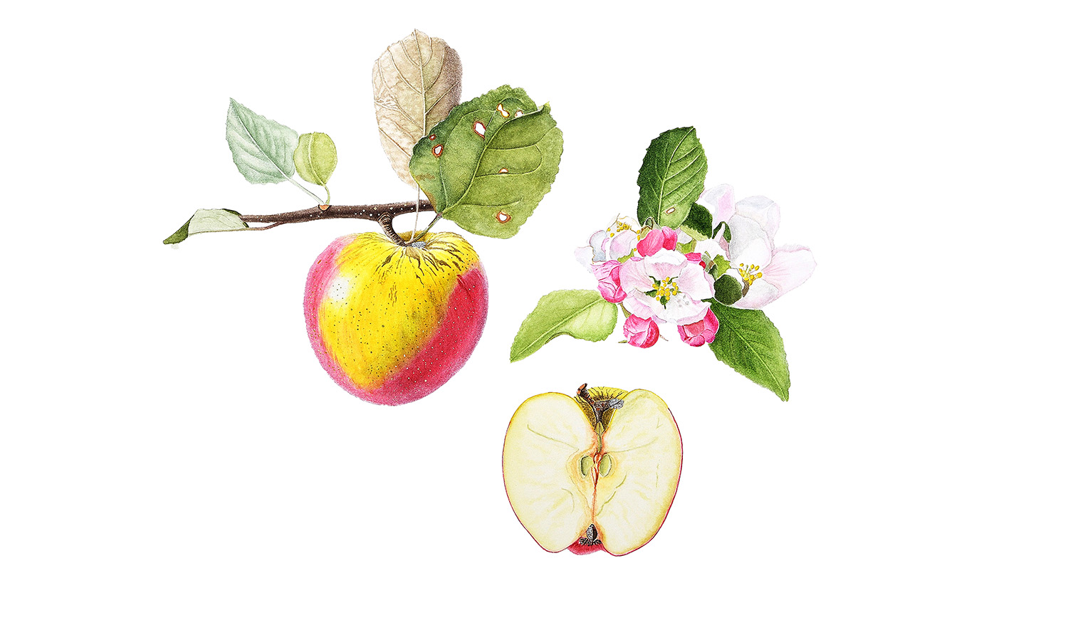 Botanische kunst