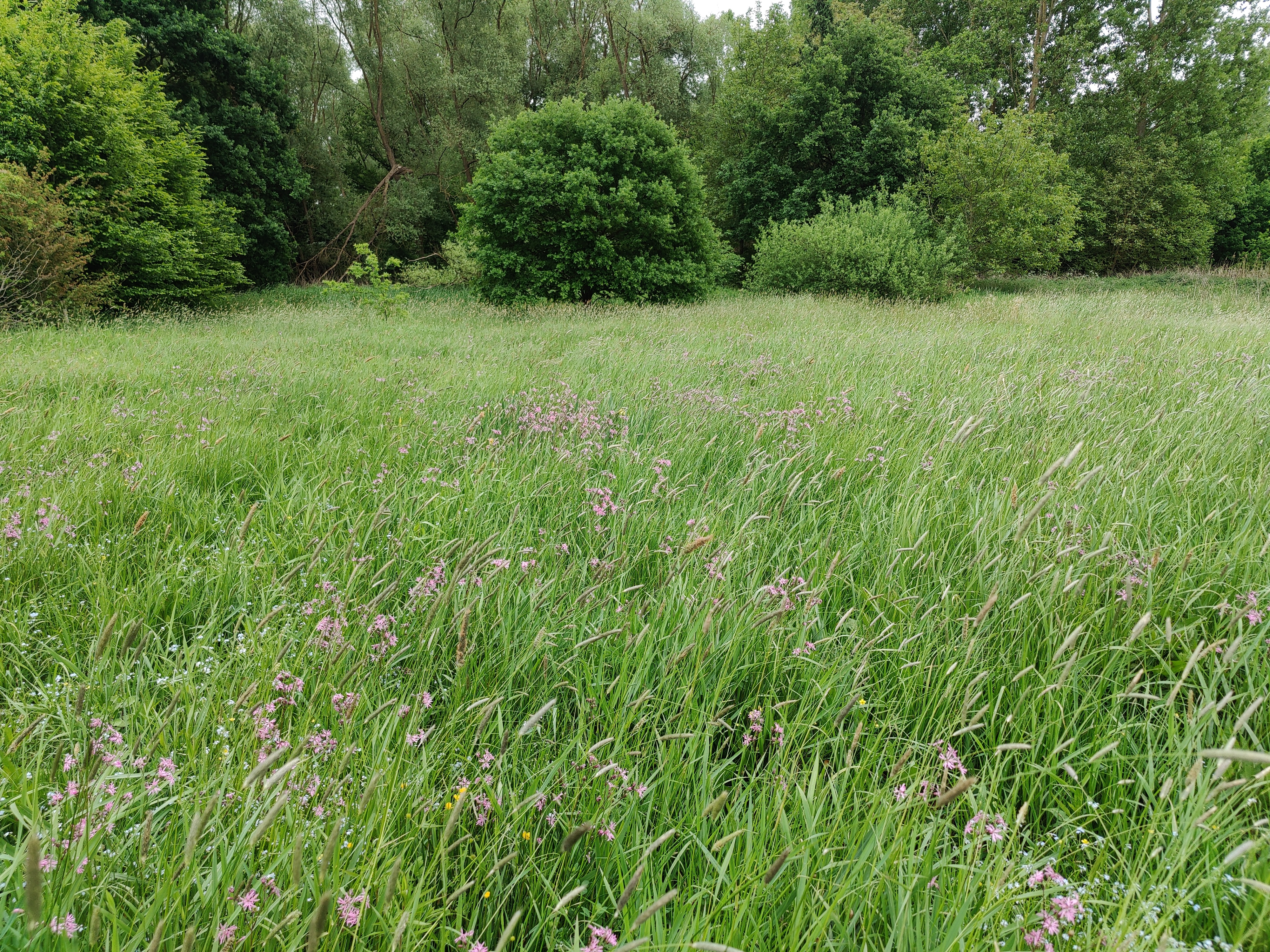 Grasland met echte koekoeksbloem