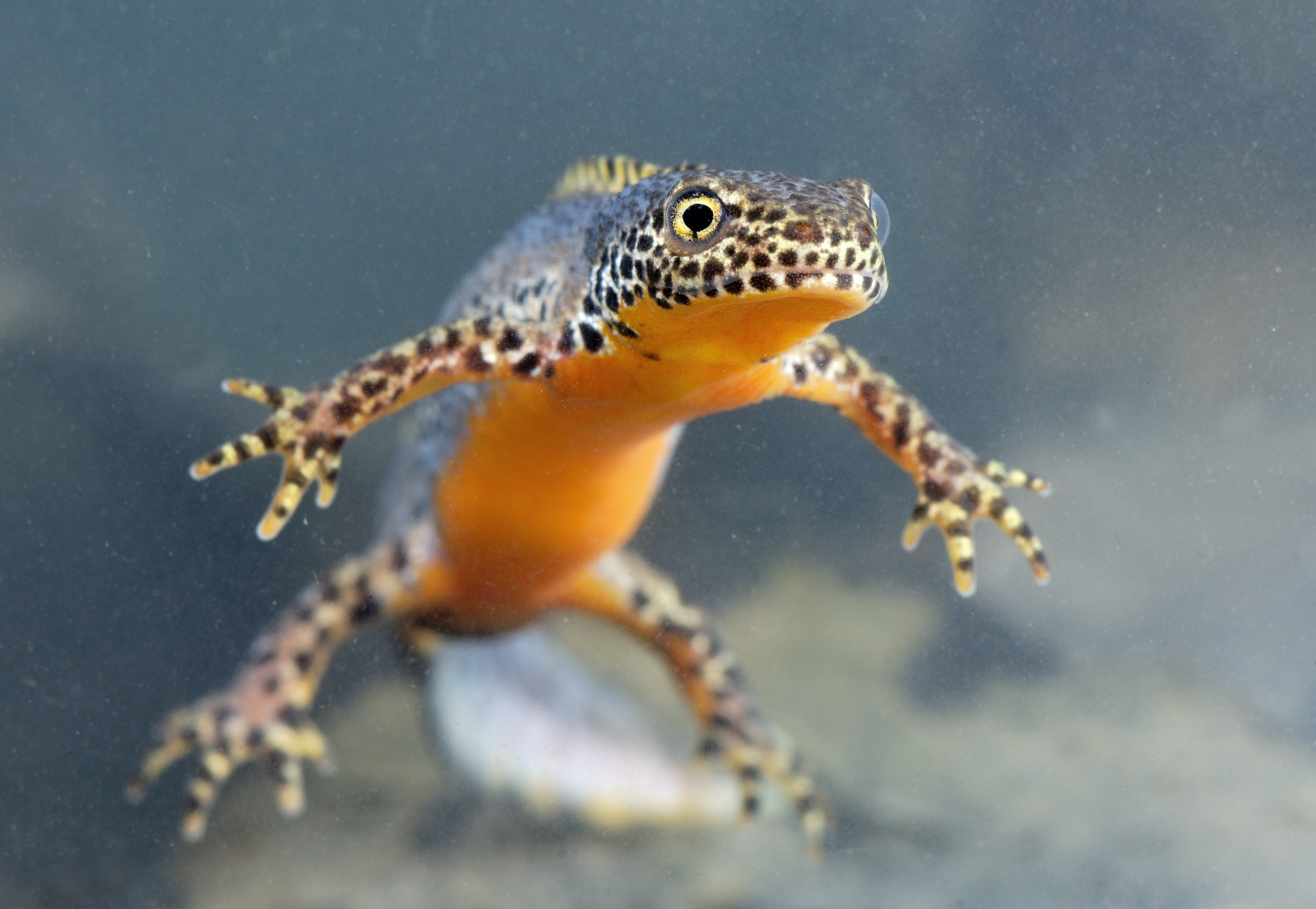 Alpenwatersalamander