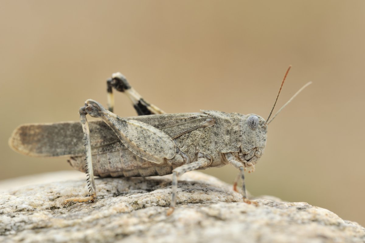 blauwvleugelsprinkhaan