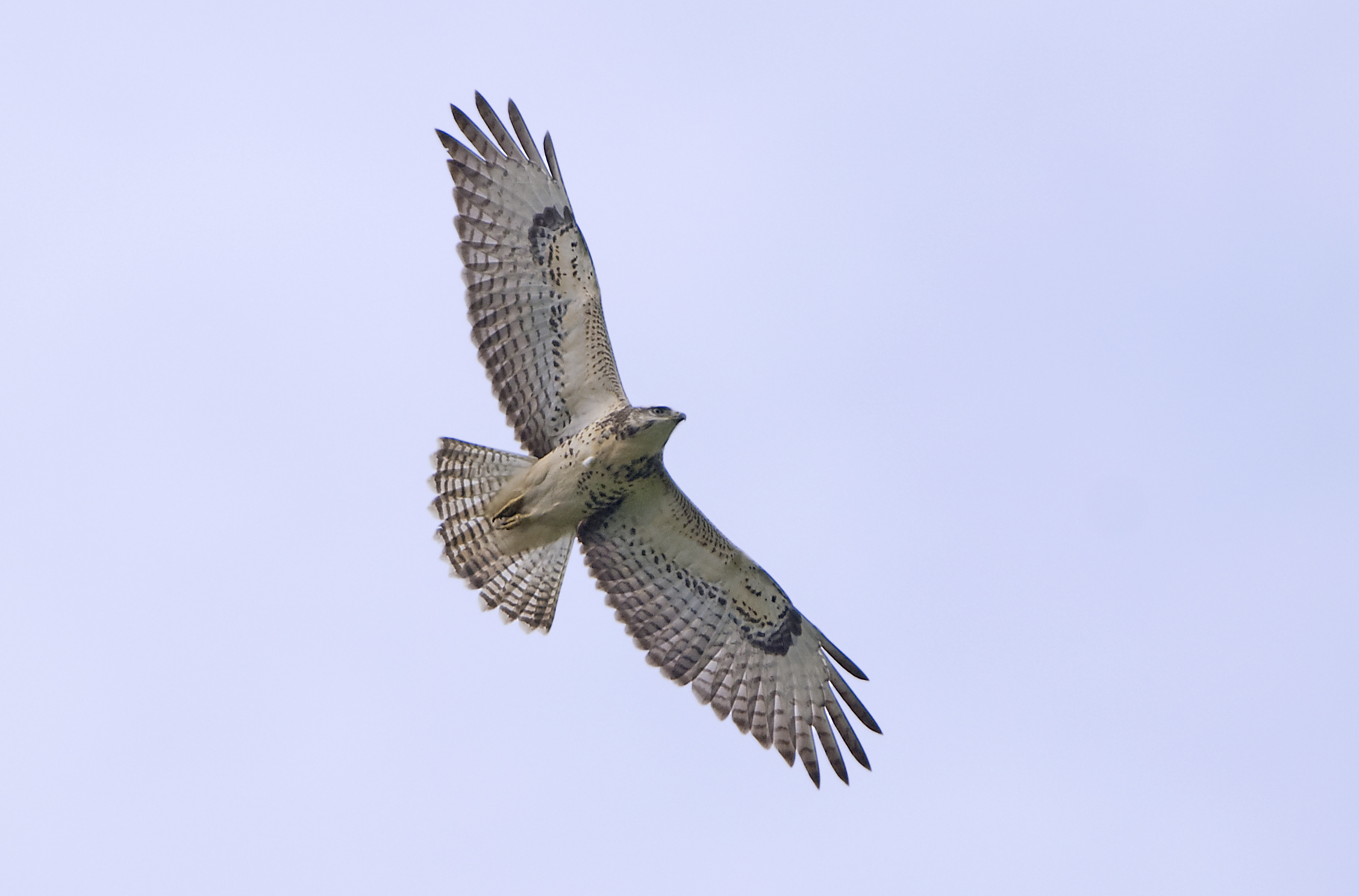 Buizerd