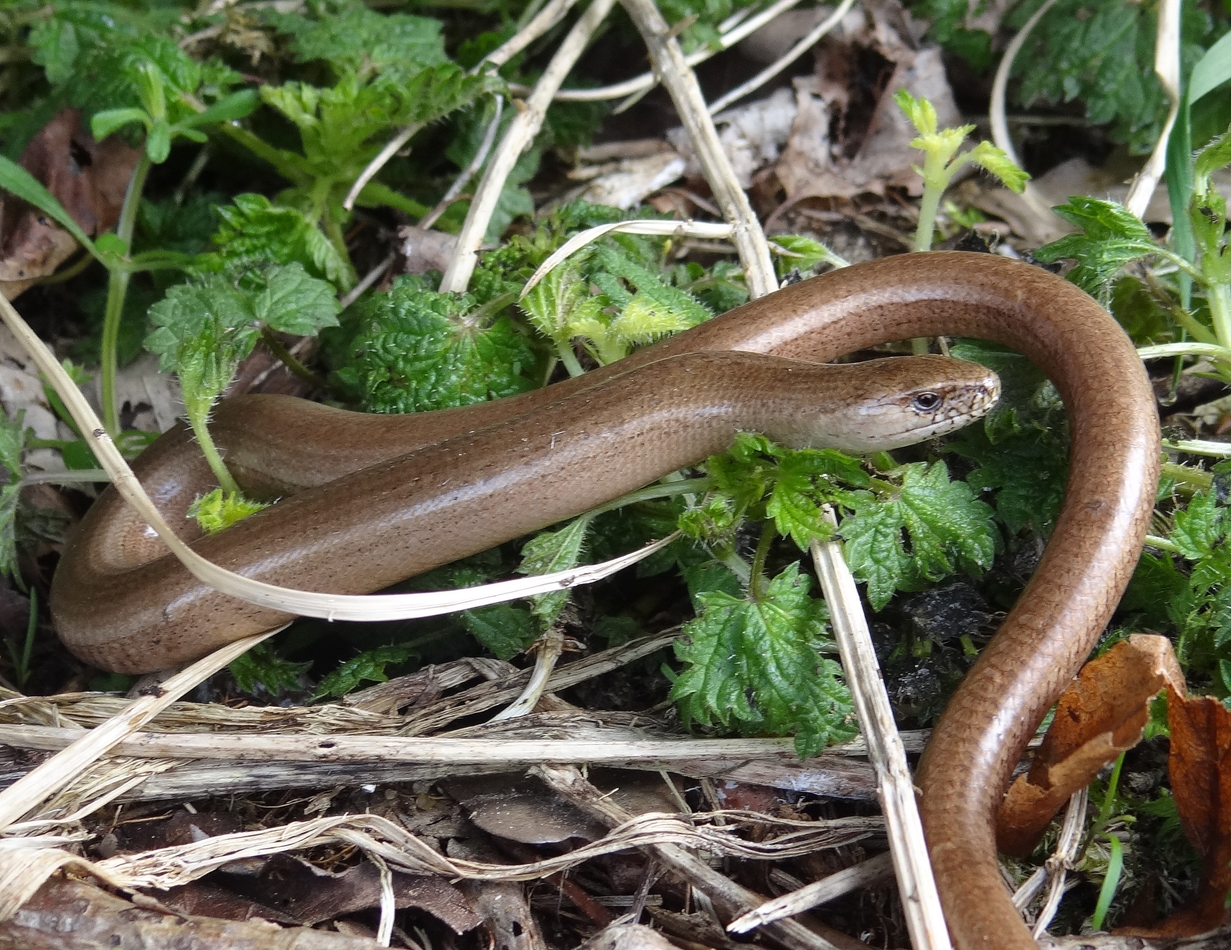 Hazelworm in Walenbos