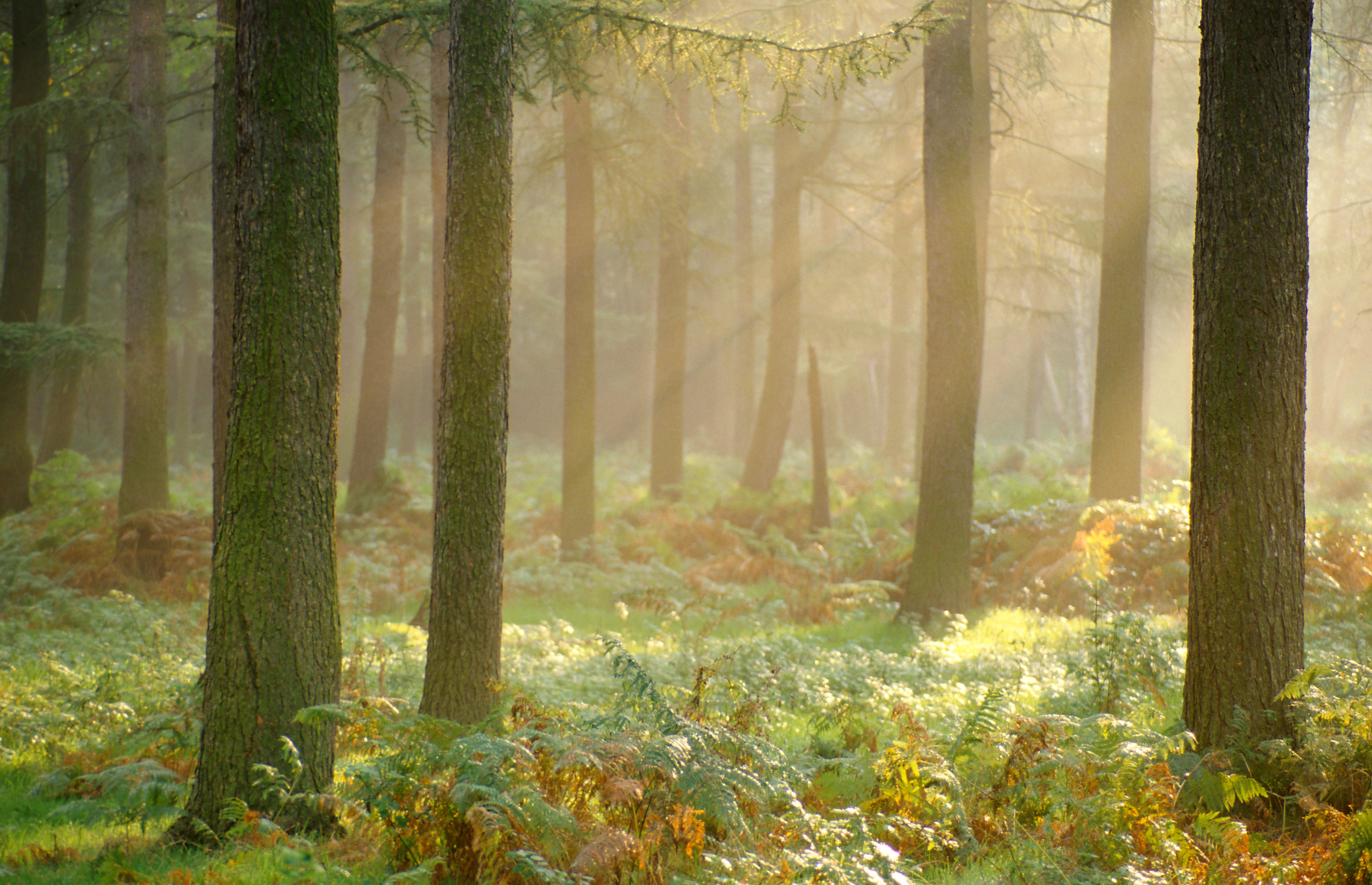 Bomen met zonlicht in Walenbos