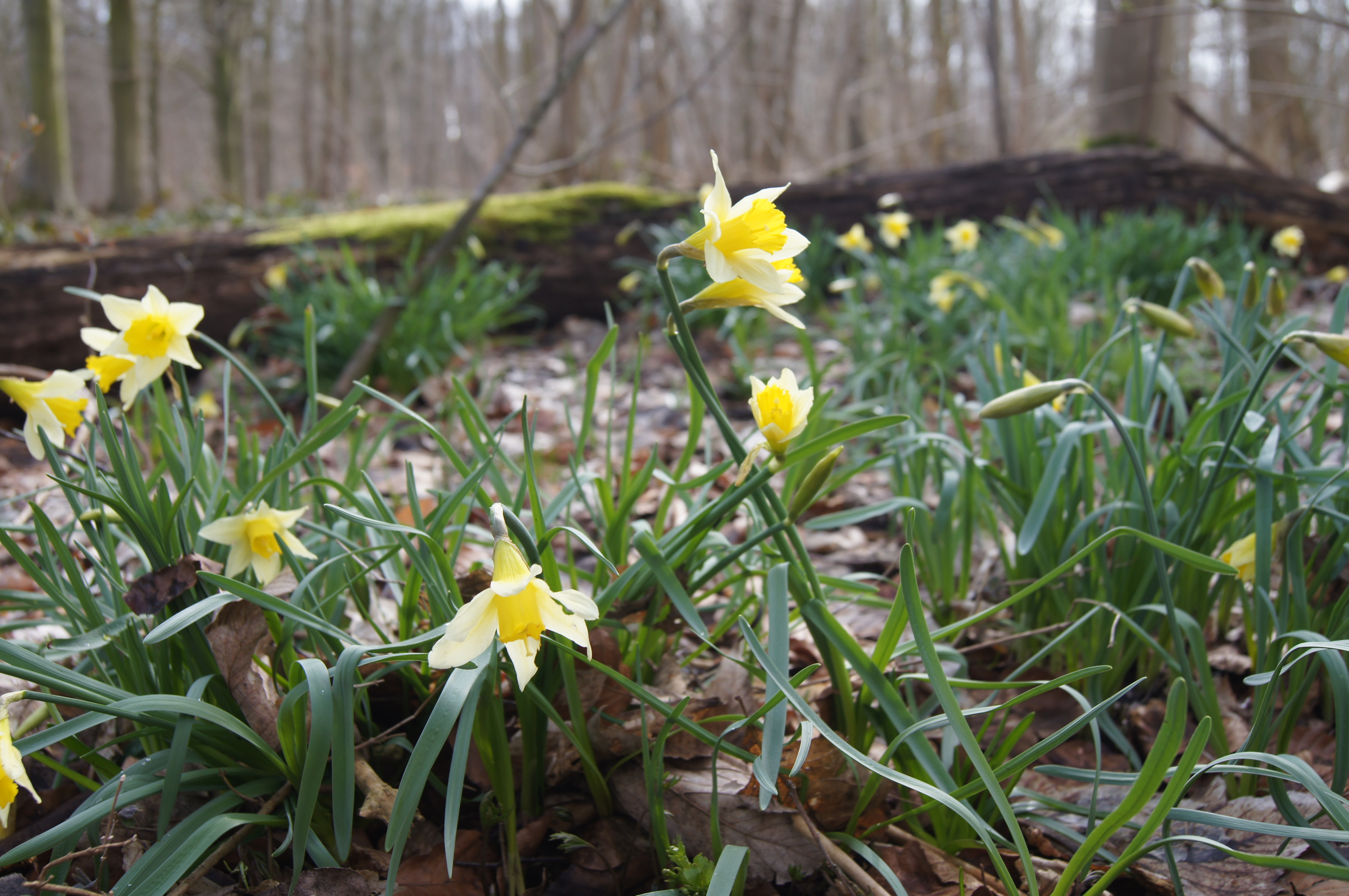 wilde narcis