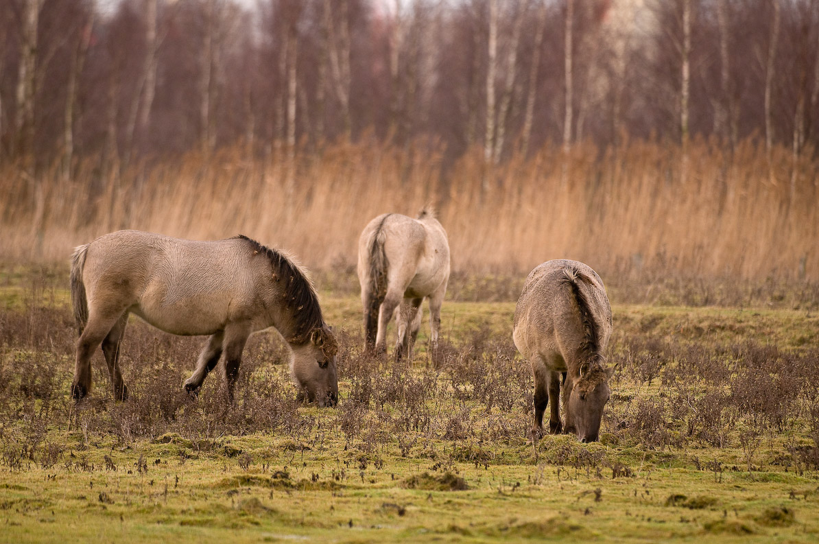 Konikpaarden 