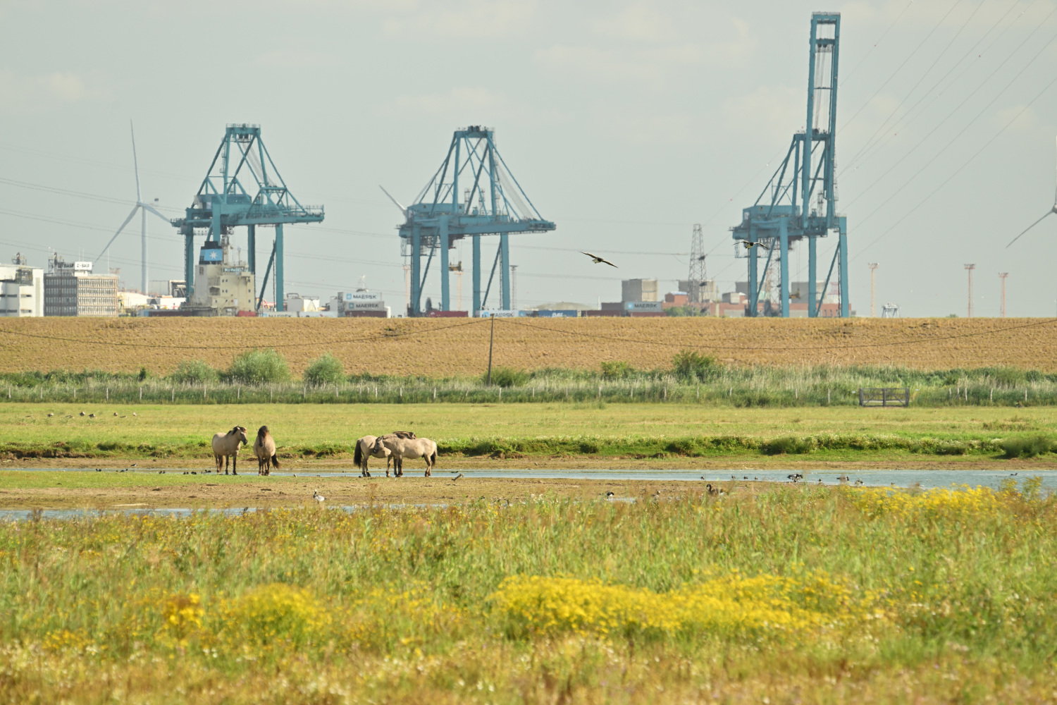 Konikpaarden in Doelpolder met havenkranen op de achtergrond