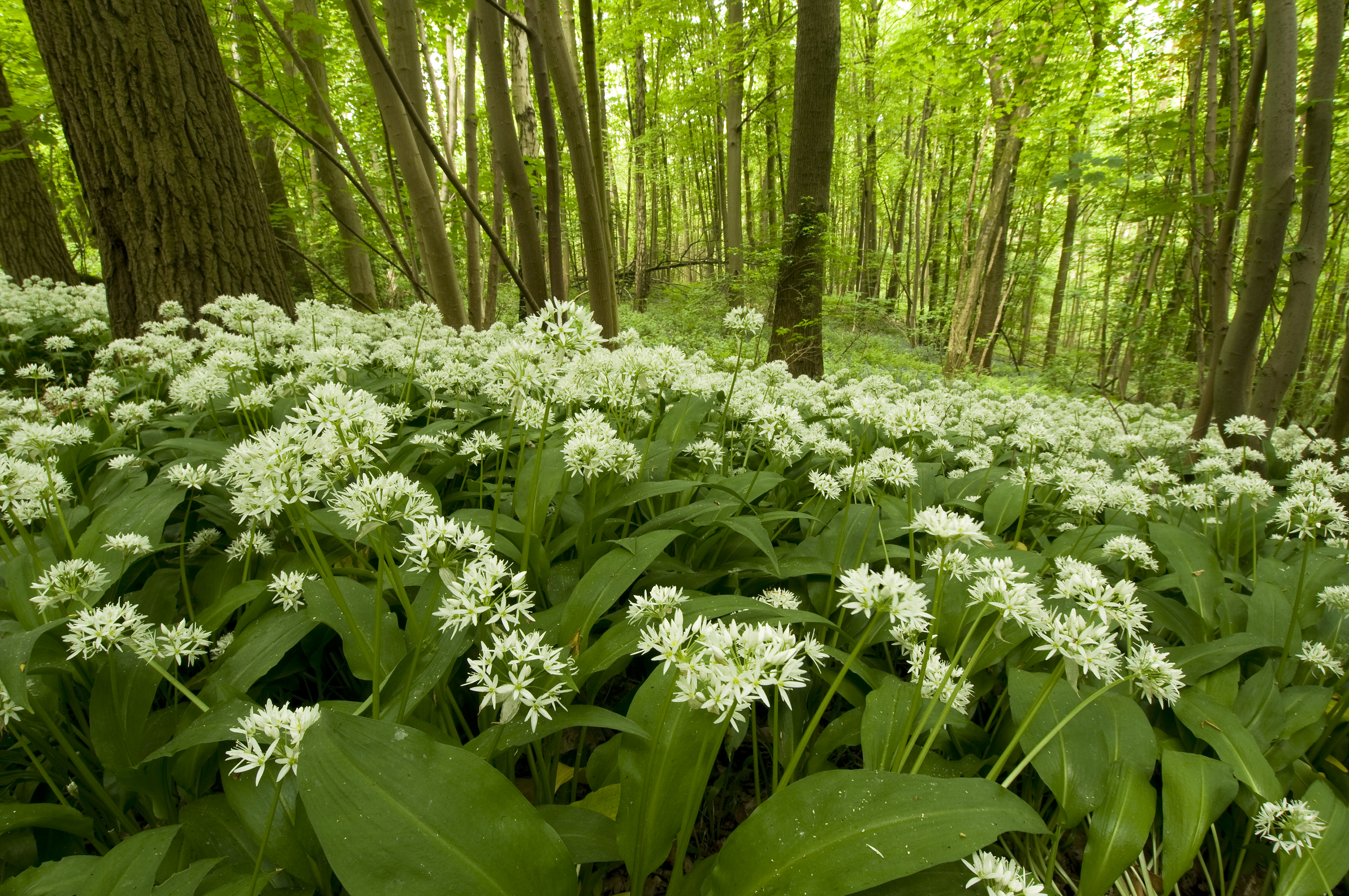 daslook in het bos