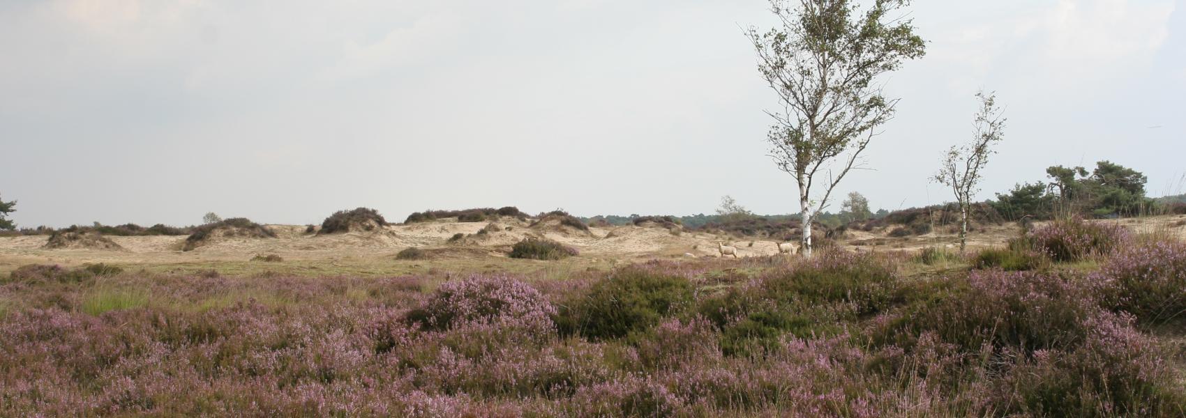 Kalmthoutse heide landschapsfoto