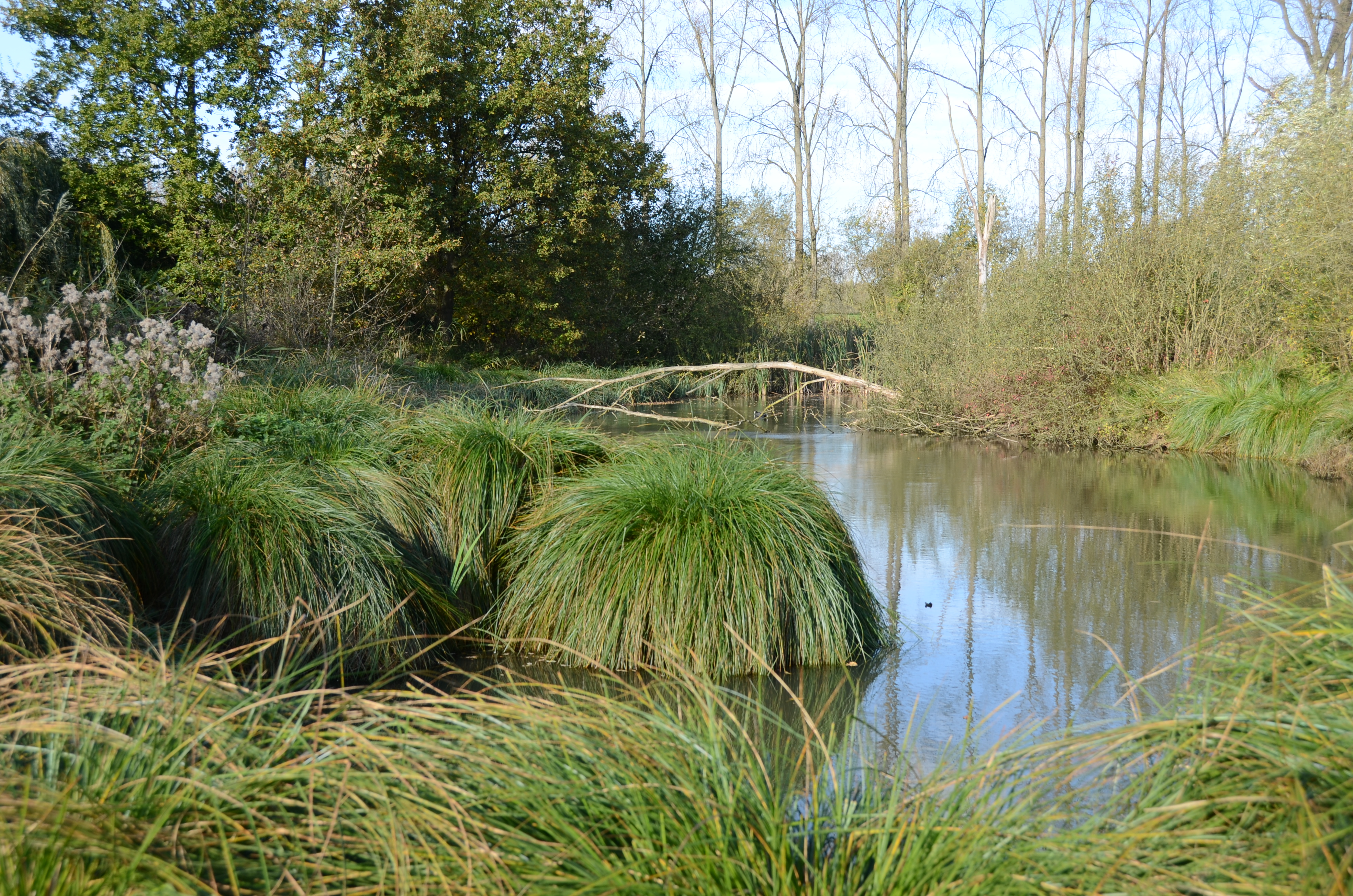 Plas in Berlare broek 