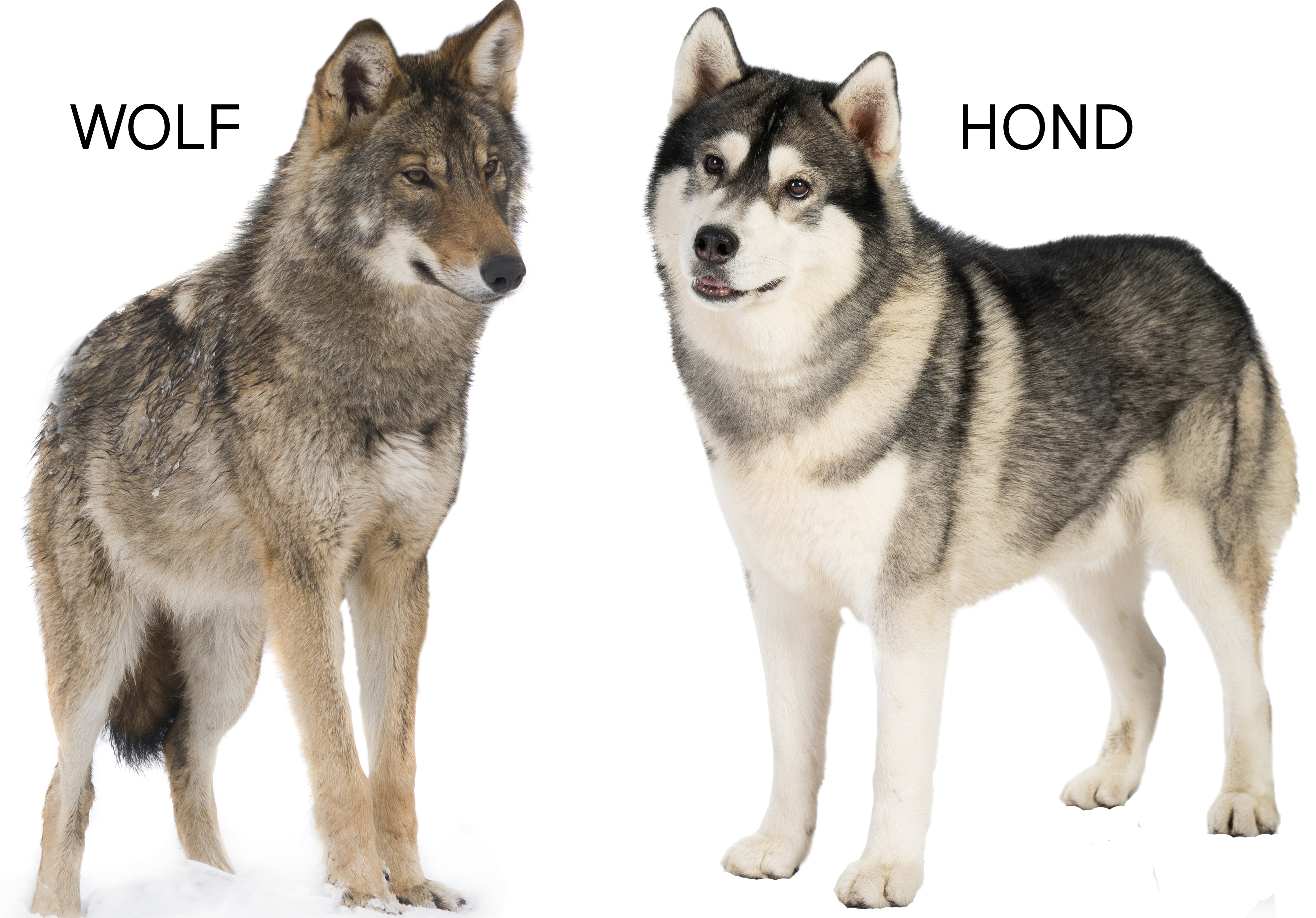 Het verschil tussen een wolf en een hond