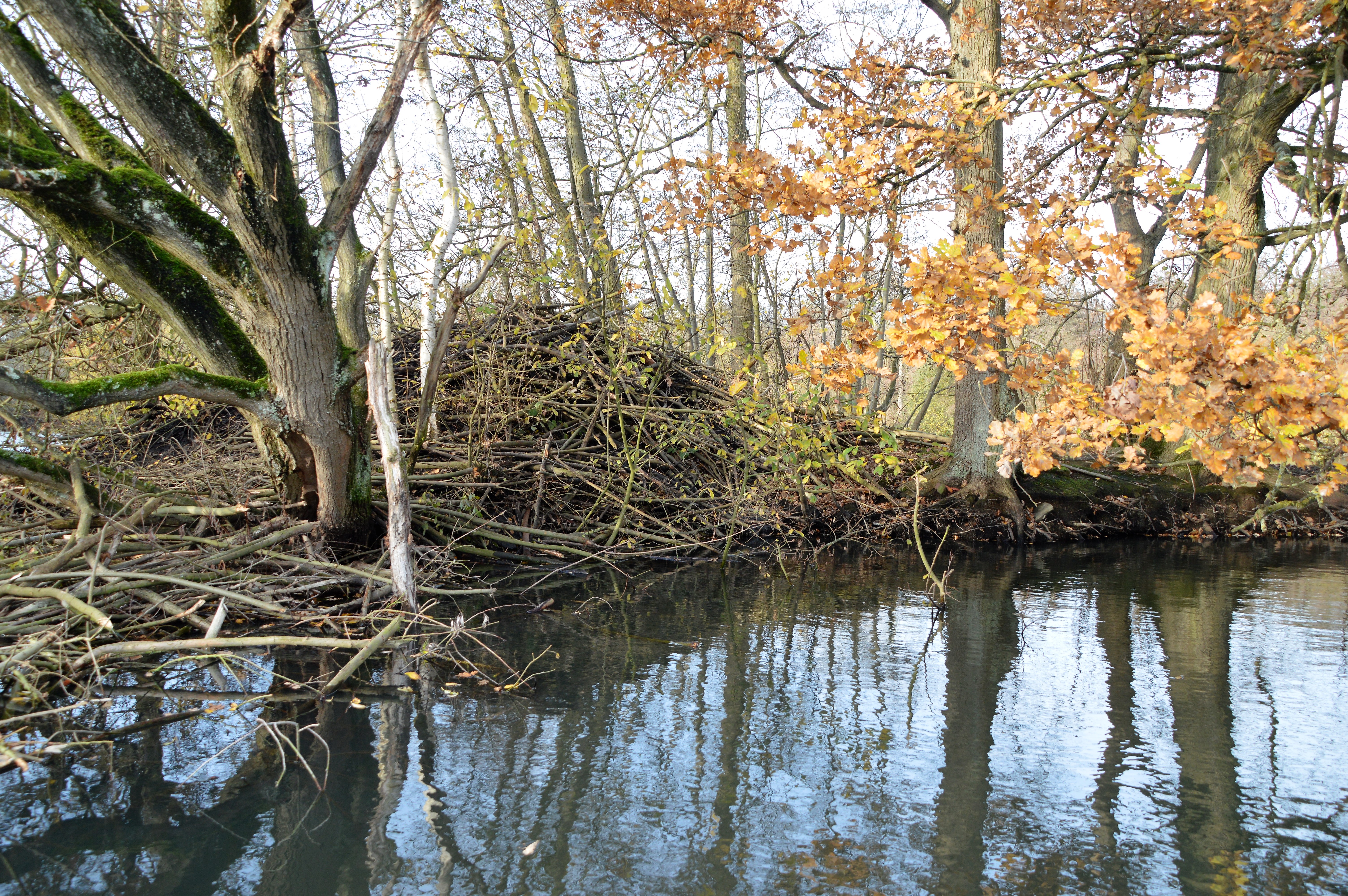 Beverburcht in Blaasveldbroek