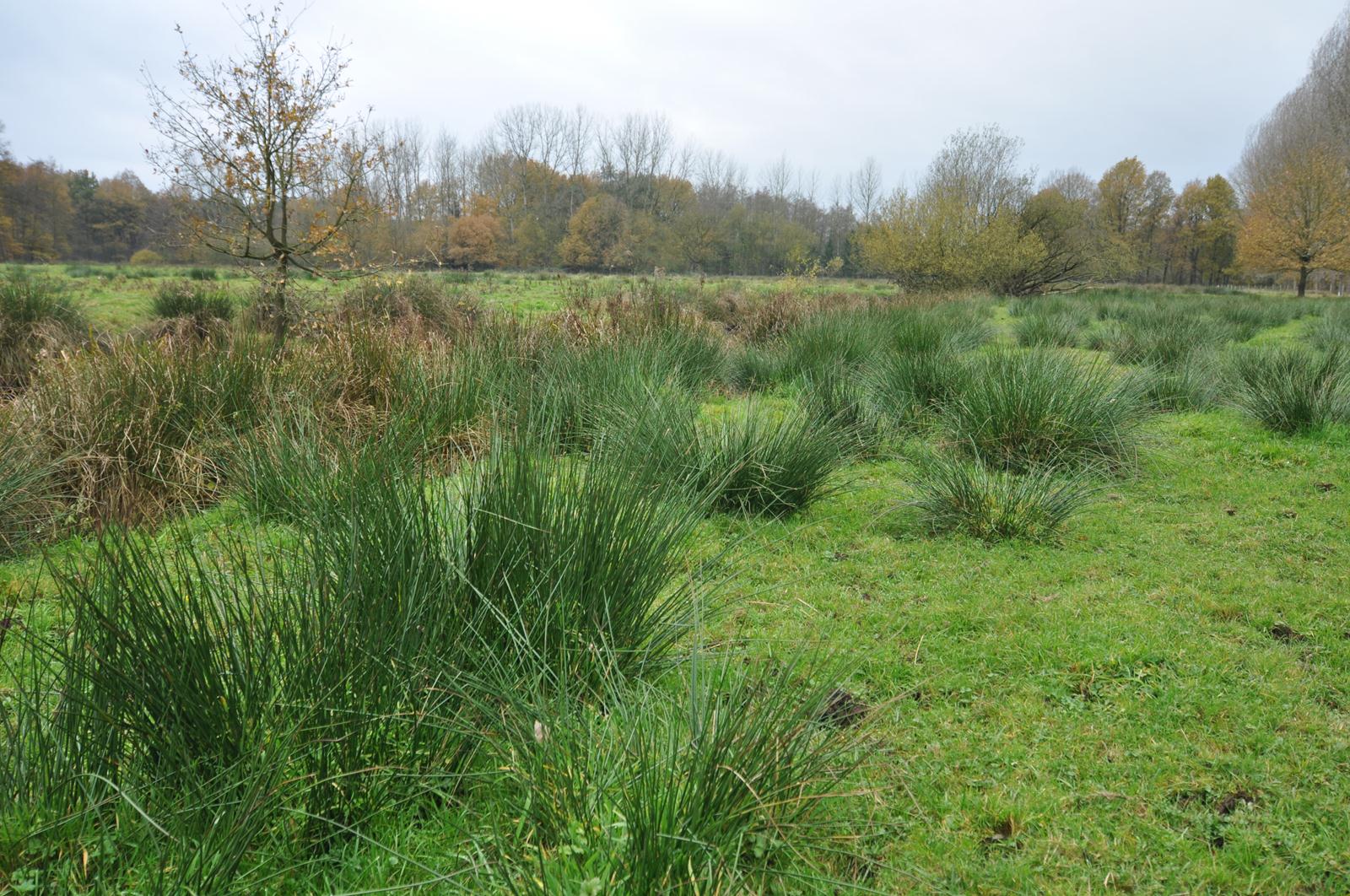 Open landschap in Bolkse Beek