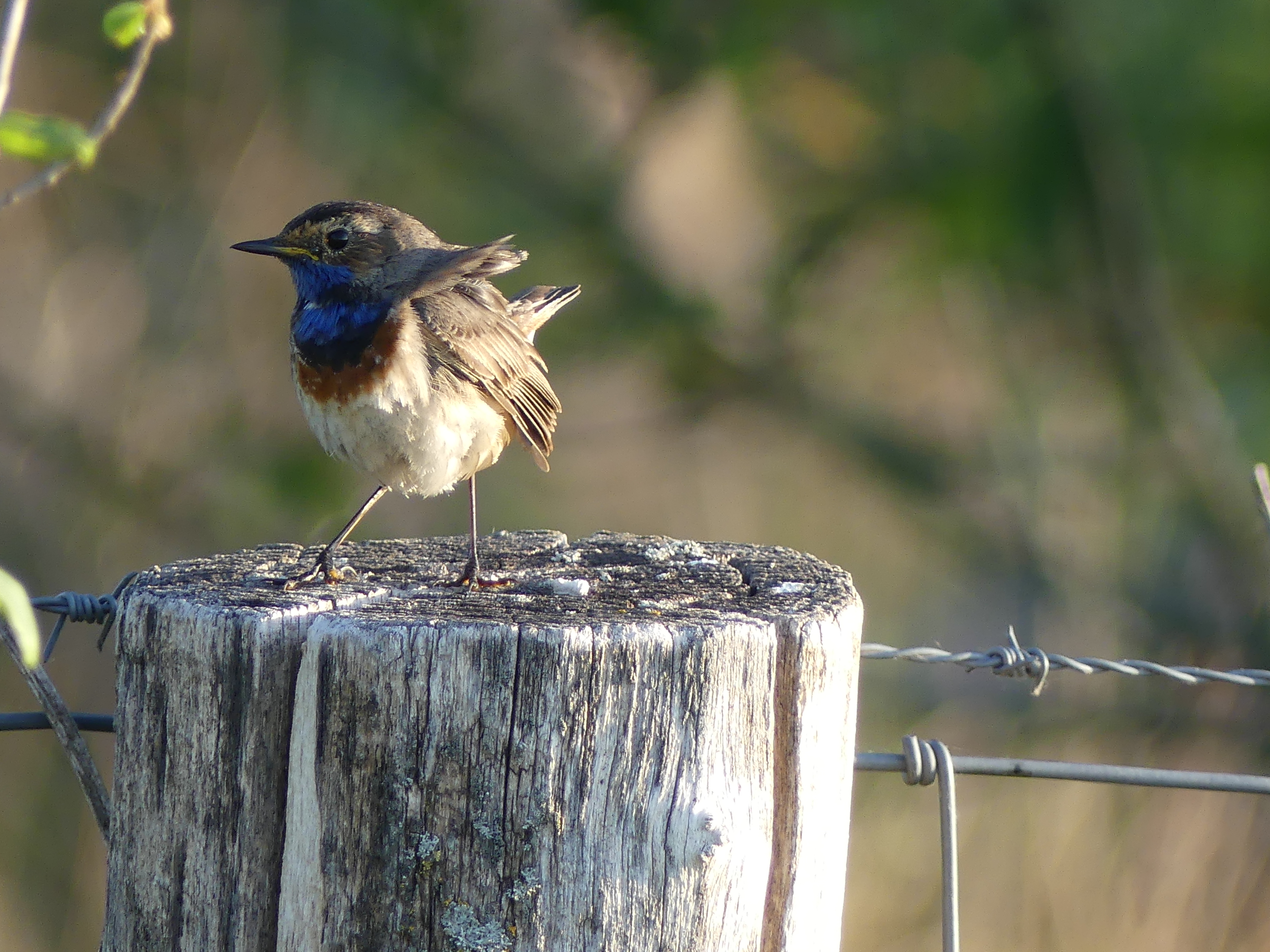 Blauwborst