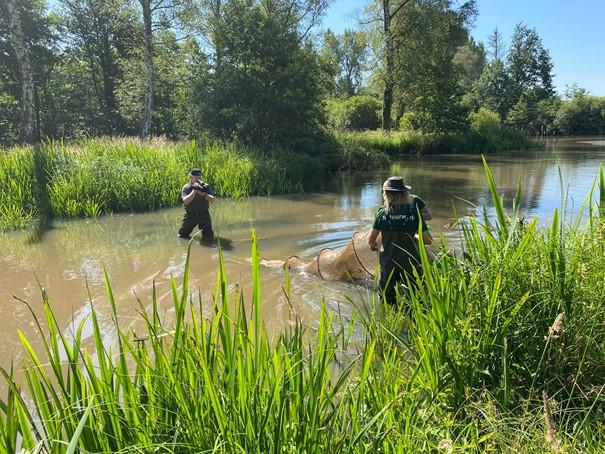 Cameraman en medewerker stierkikkerbestrijding in het water