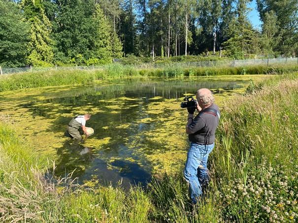 Cameraman en medewerker stierkikkerbestrijding in het water