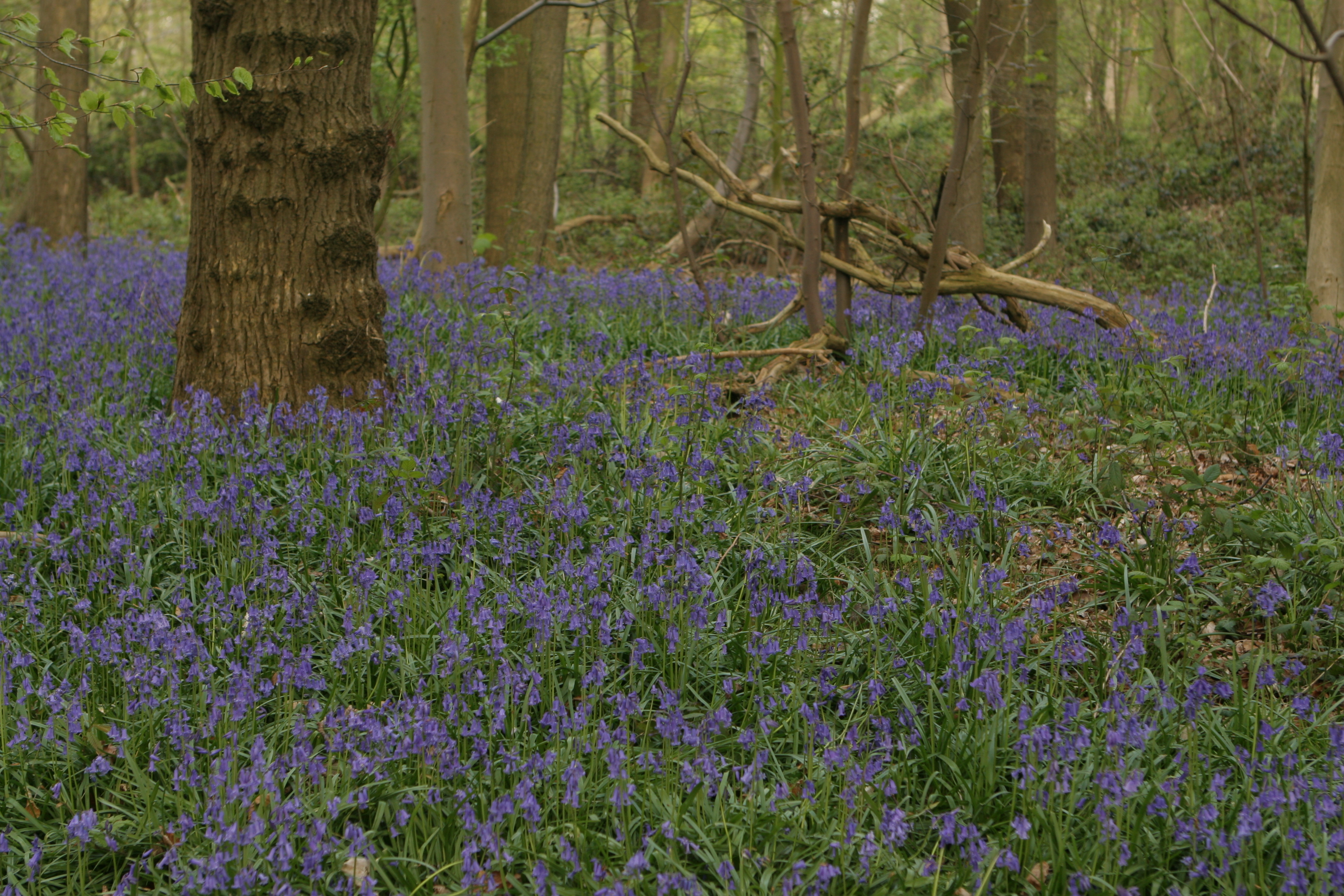 Helleketelbos