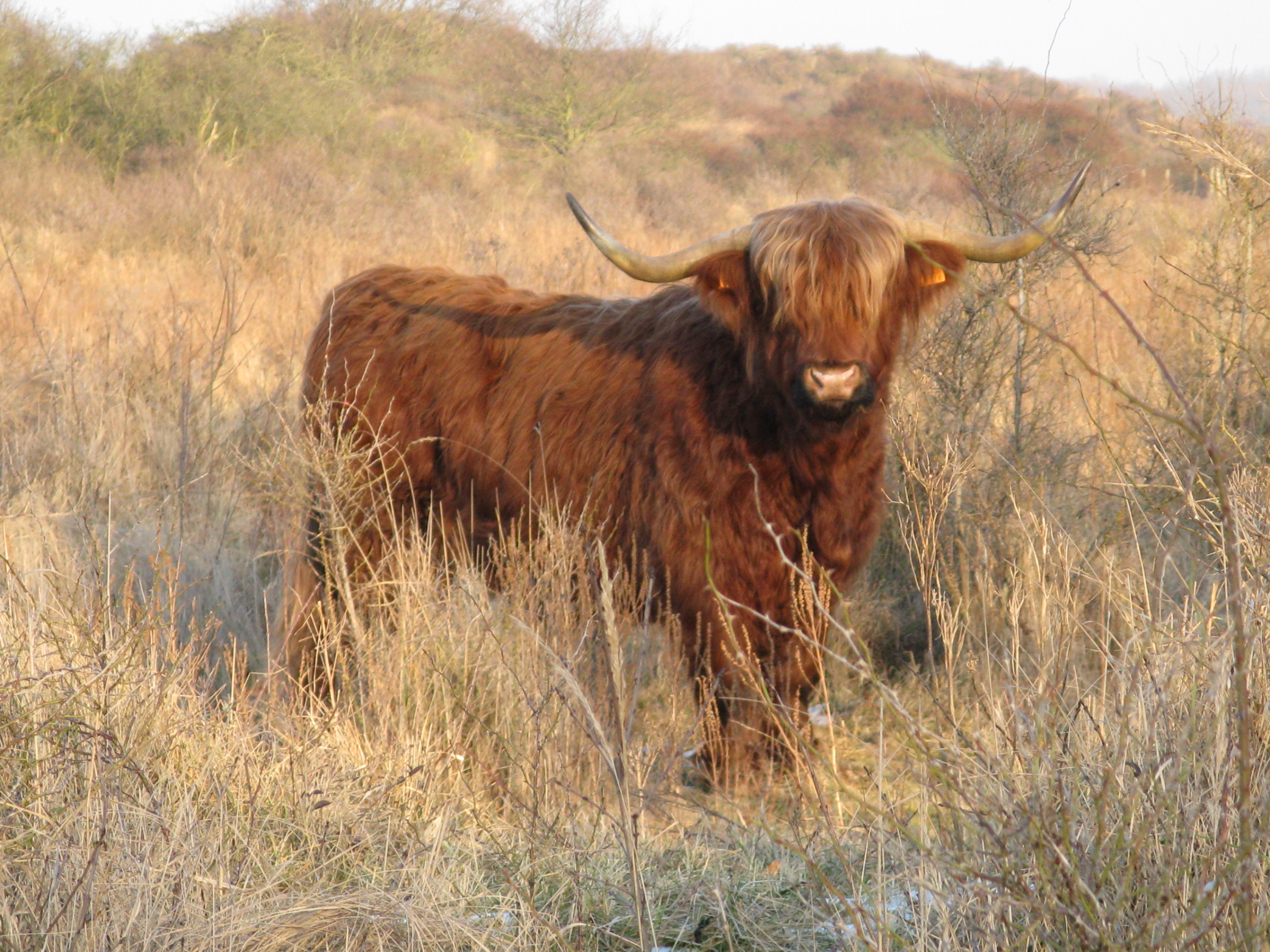 Schotse hooglander