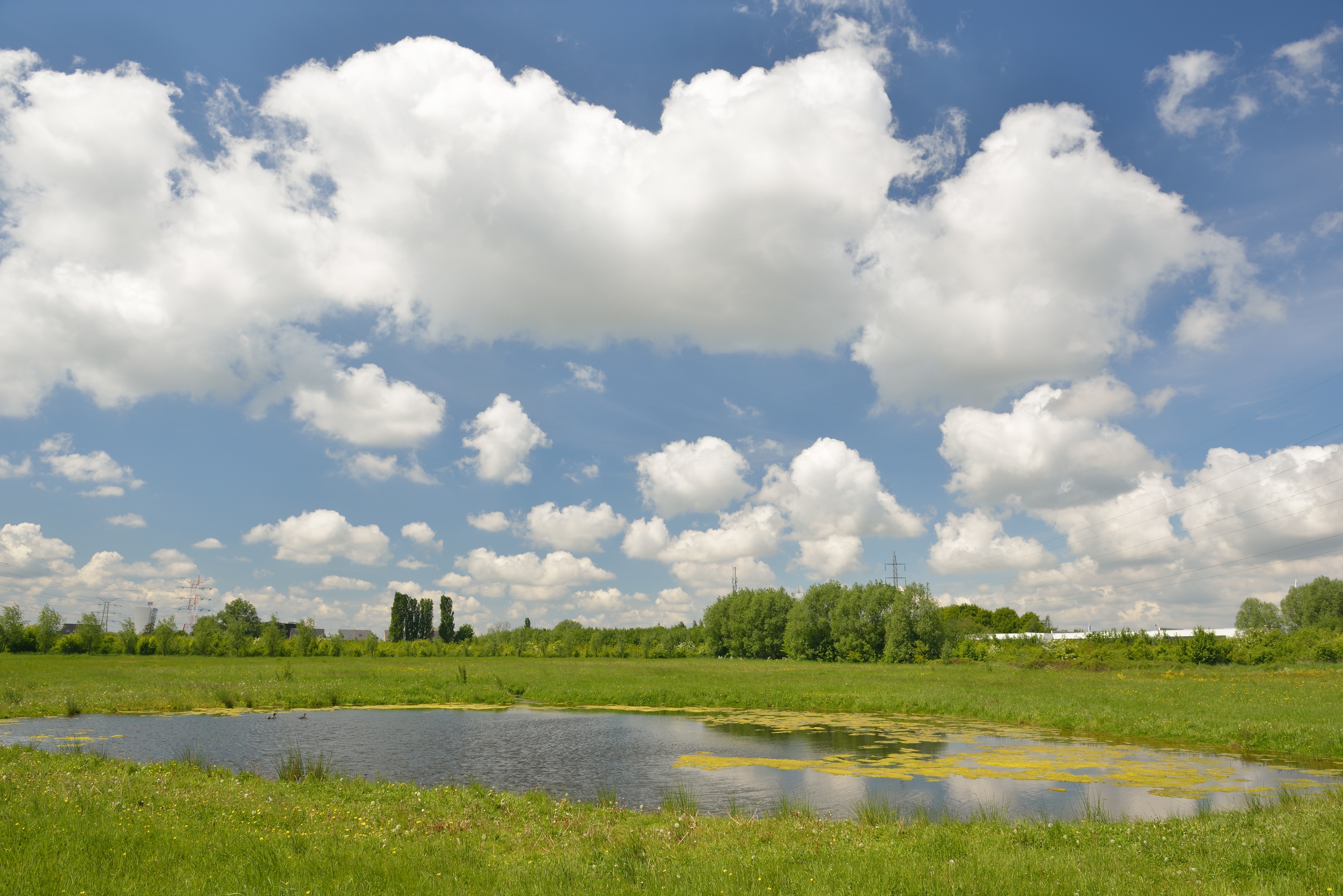 Poel in Reukens