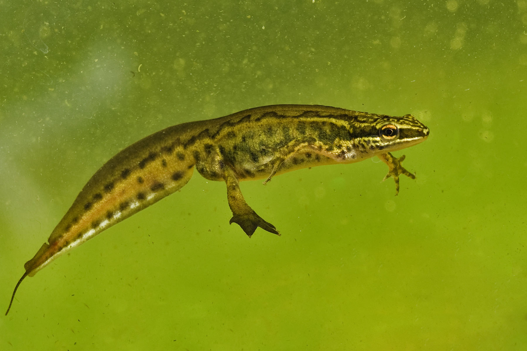 Vinpootsalamander