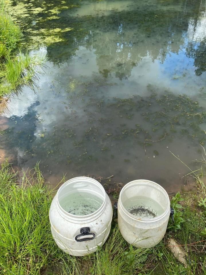 Tonnen met n3-stierkikkerlarven naast het water van de enclosure