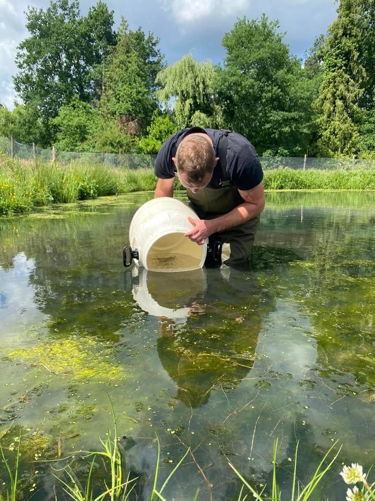 n3-stierkikkerlarven worden vrijgelaten in hun enclosure