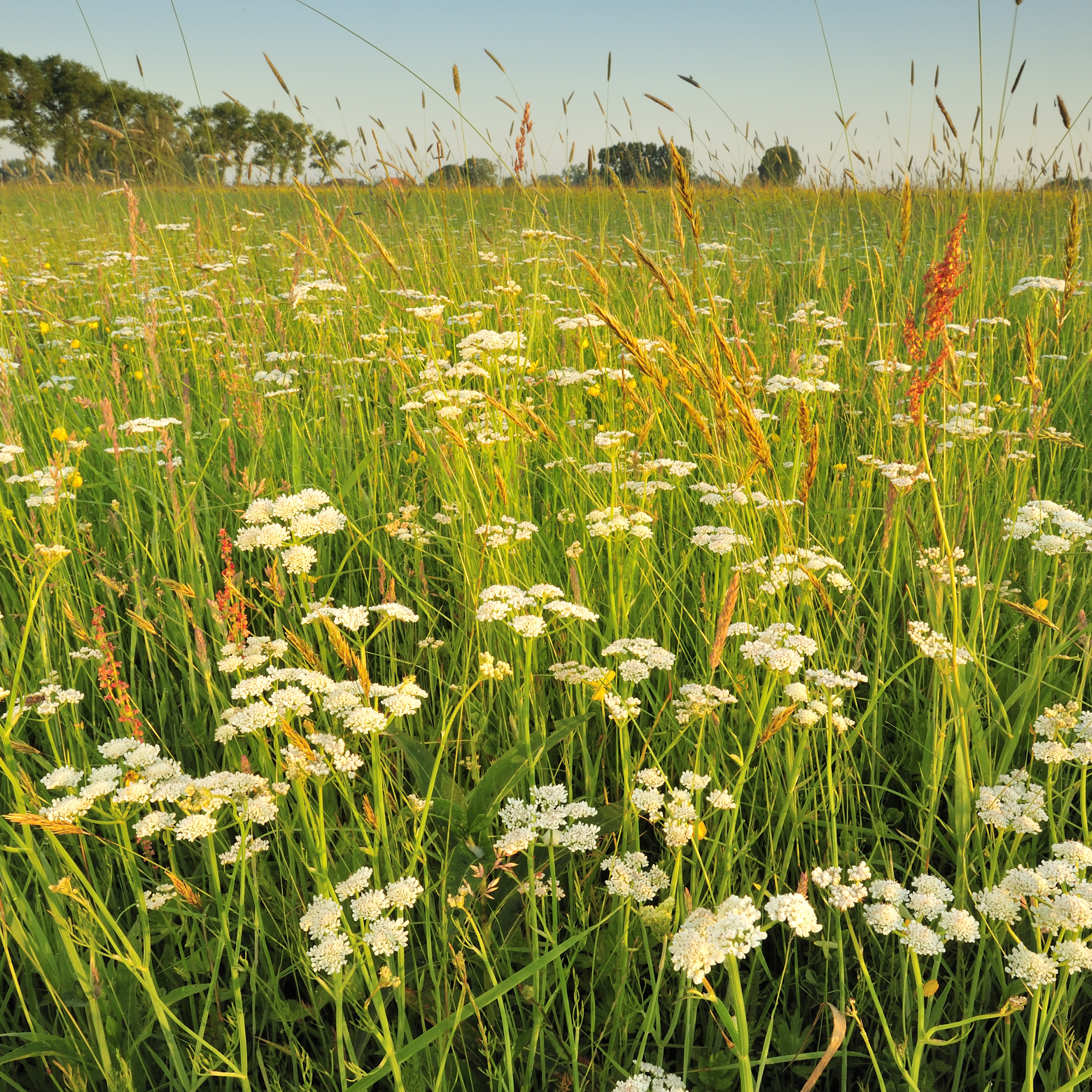 Bloemenweide