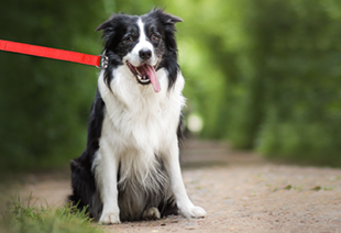 Hond aan de lijn op wandelpad 