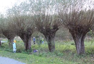Wilgenbomen langs een grachtje