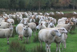 Kudde schapen
