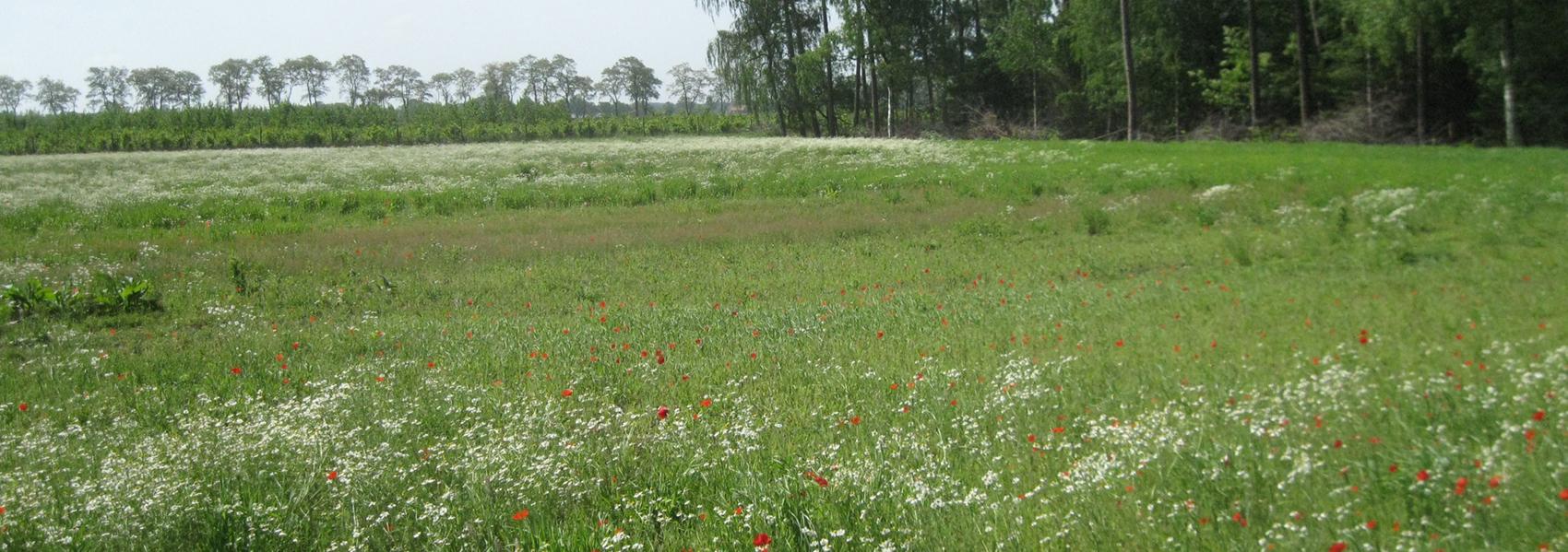 Bloemenweide