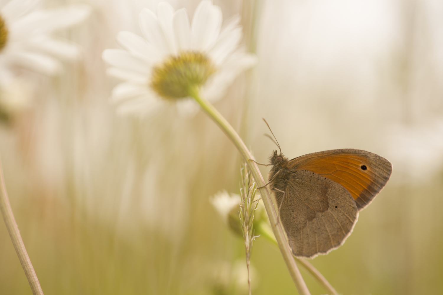 Bruin zandoogje op margriet