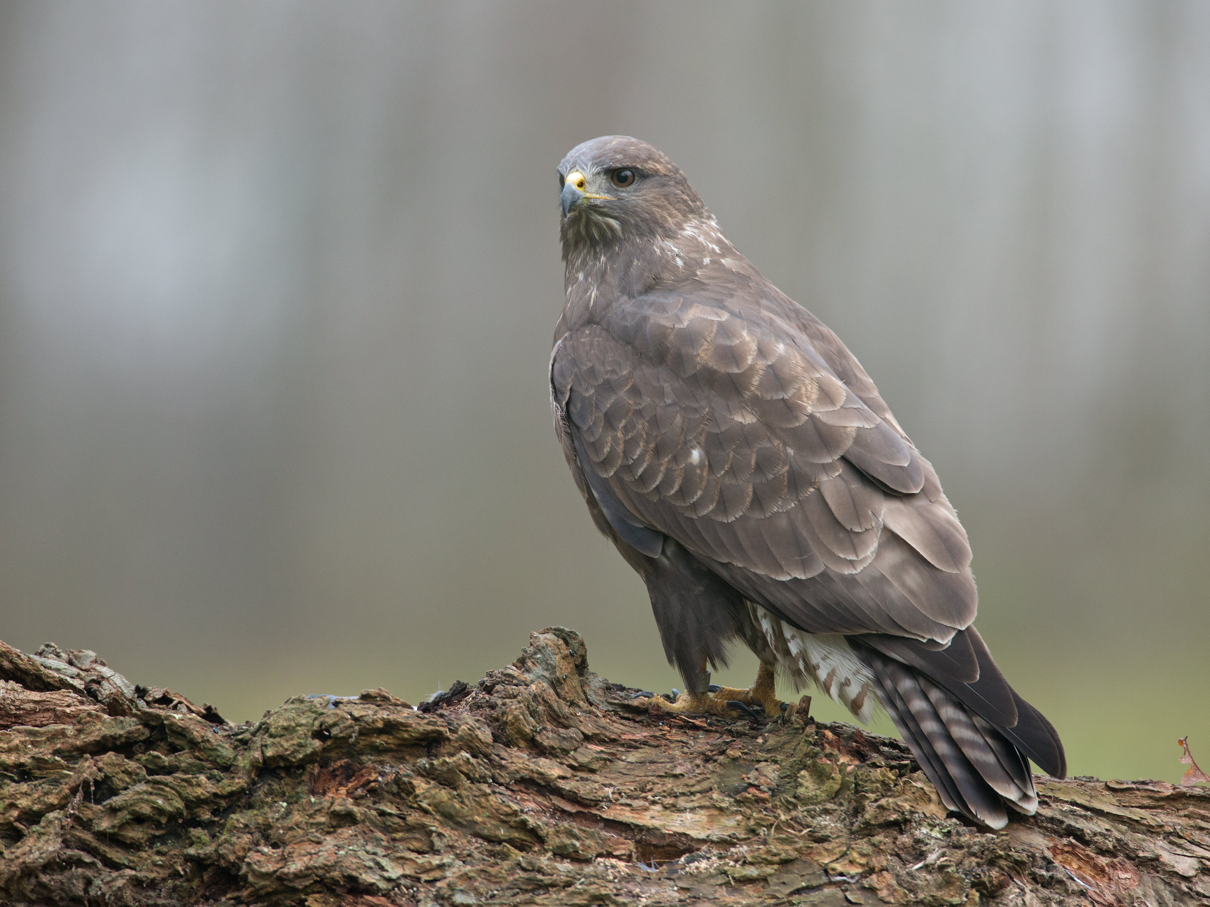 Buizerd