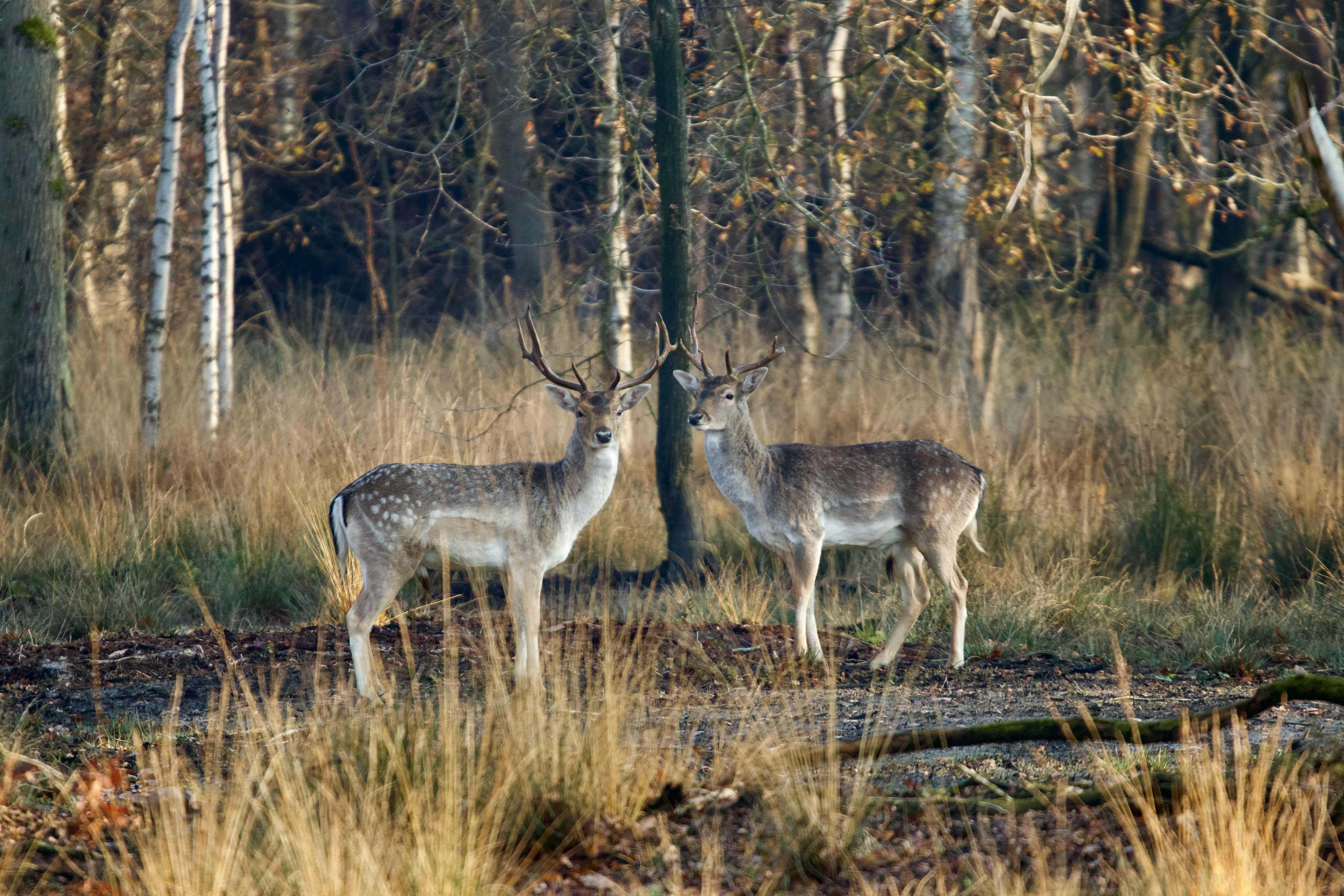 Damherten in Drongengoed 