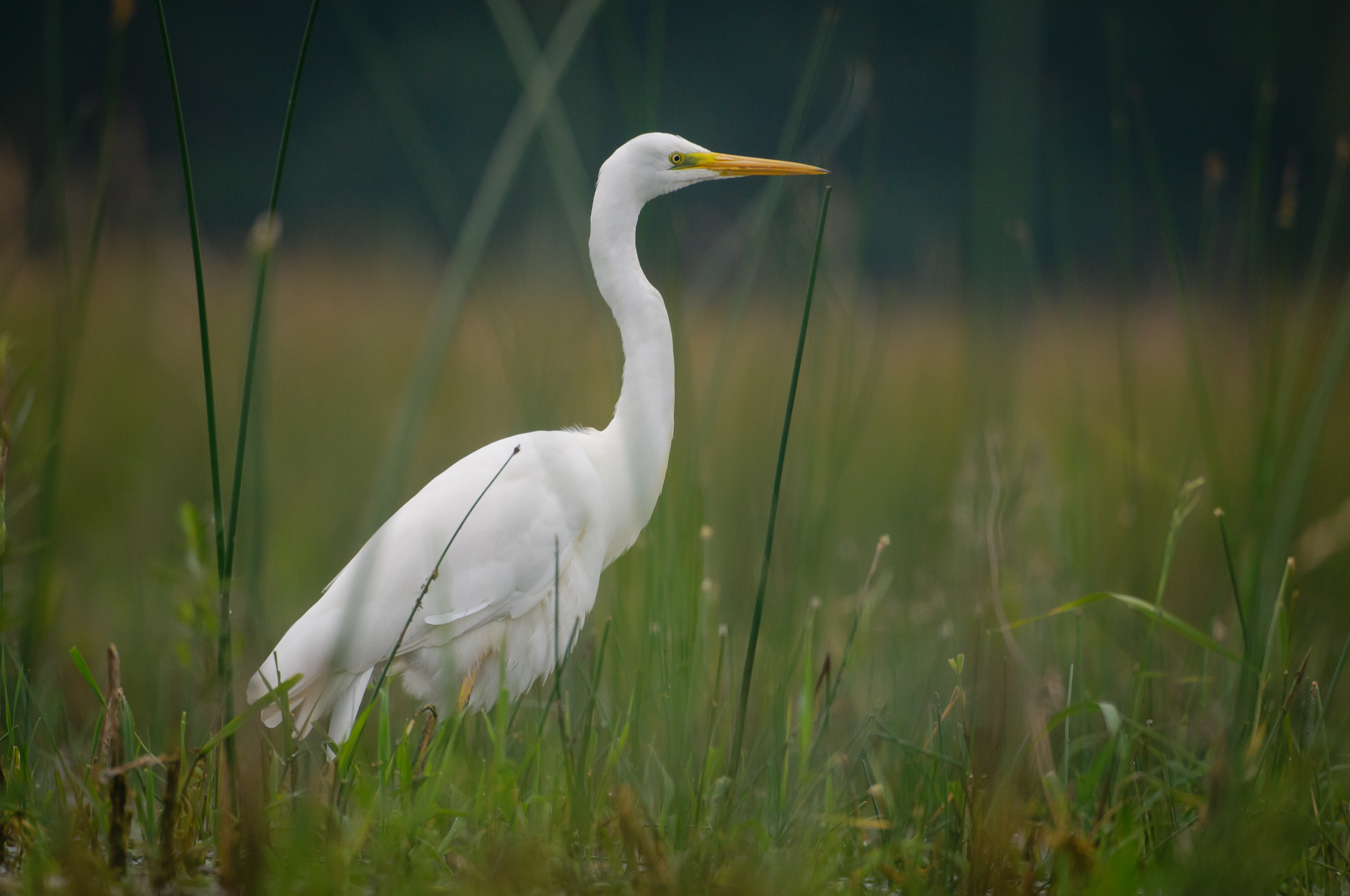 Grote zilverreiger