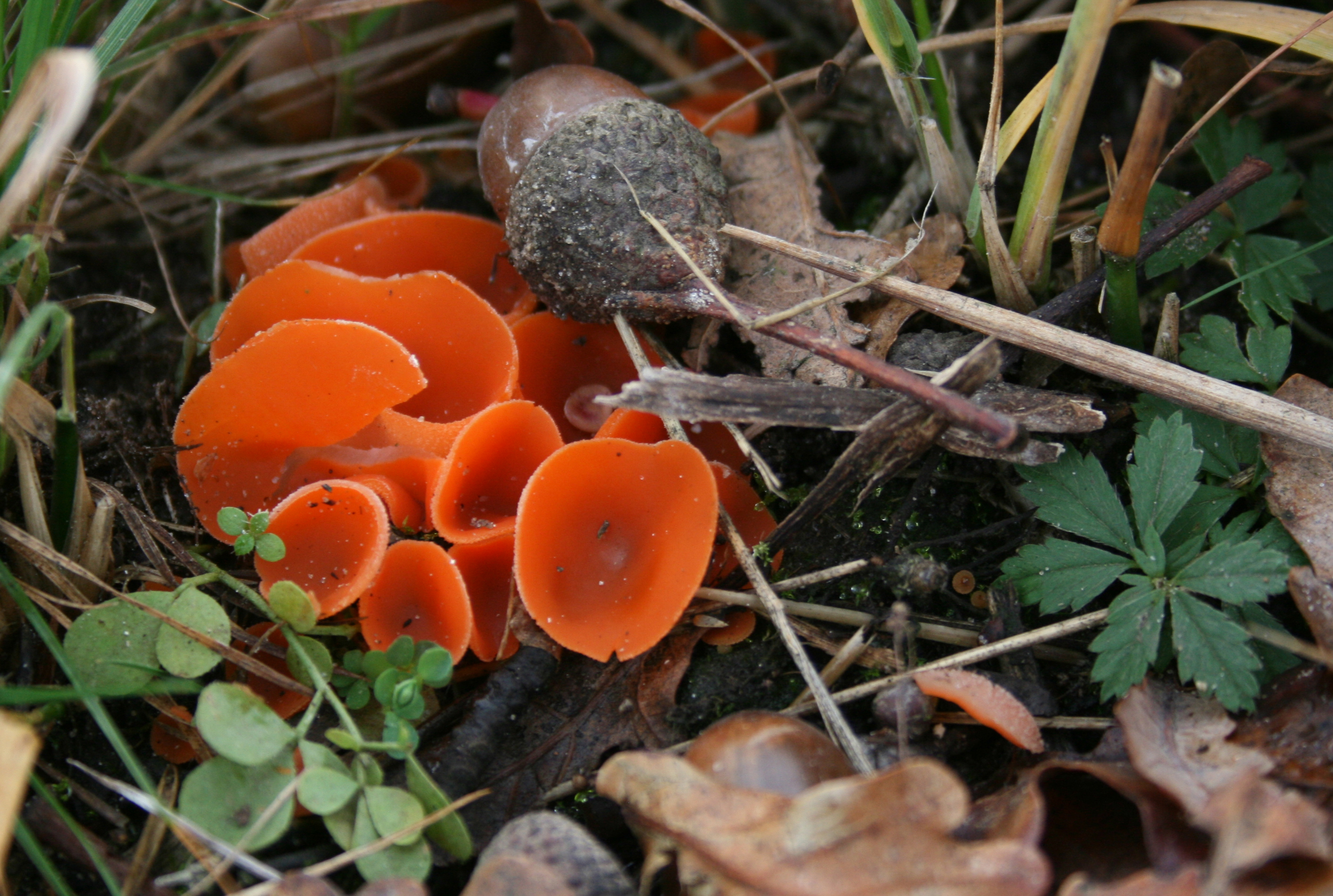 Grote oranje bekerzwam 