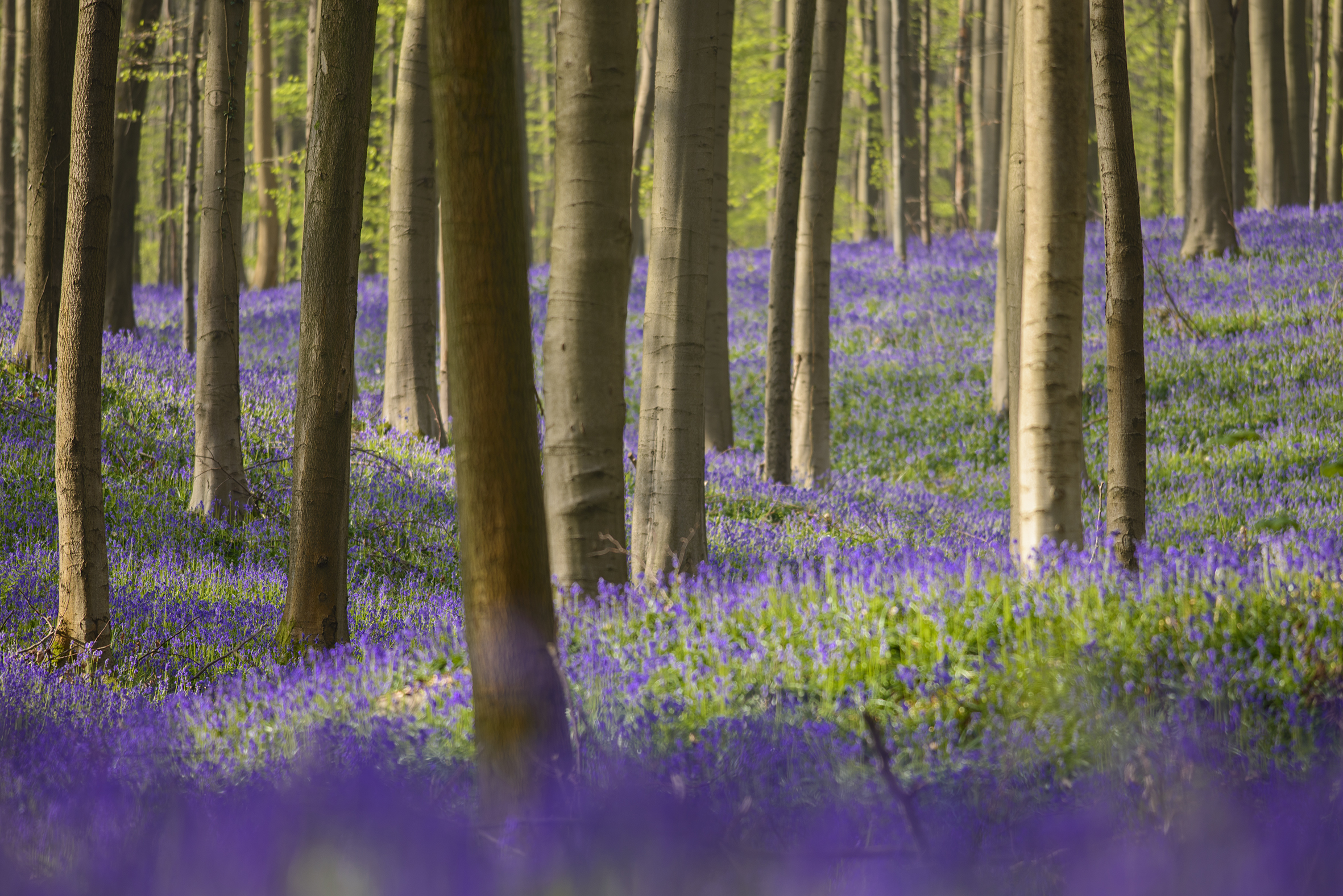 Hyacintentapijten in Hallerbos