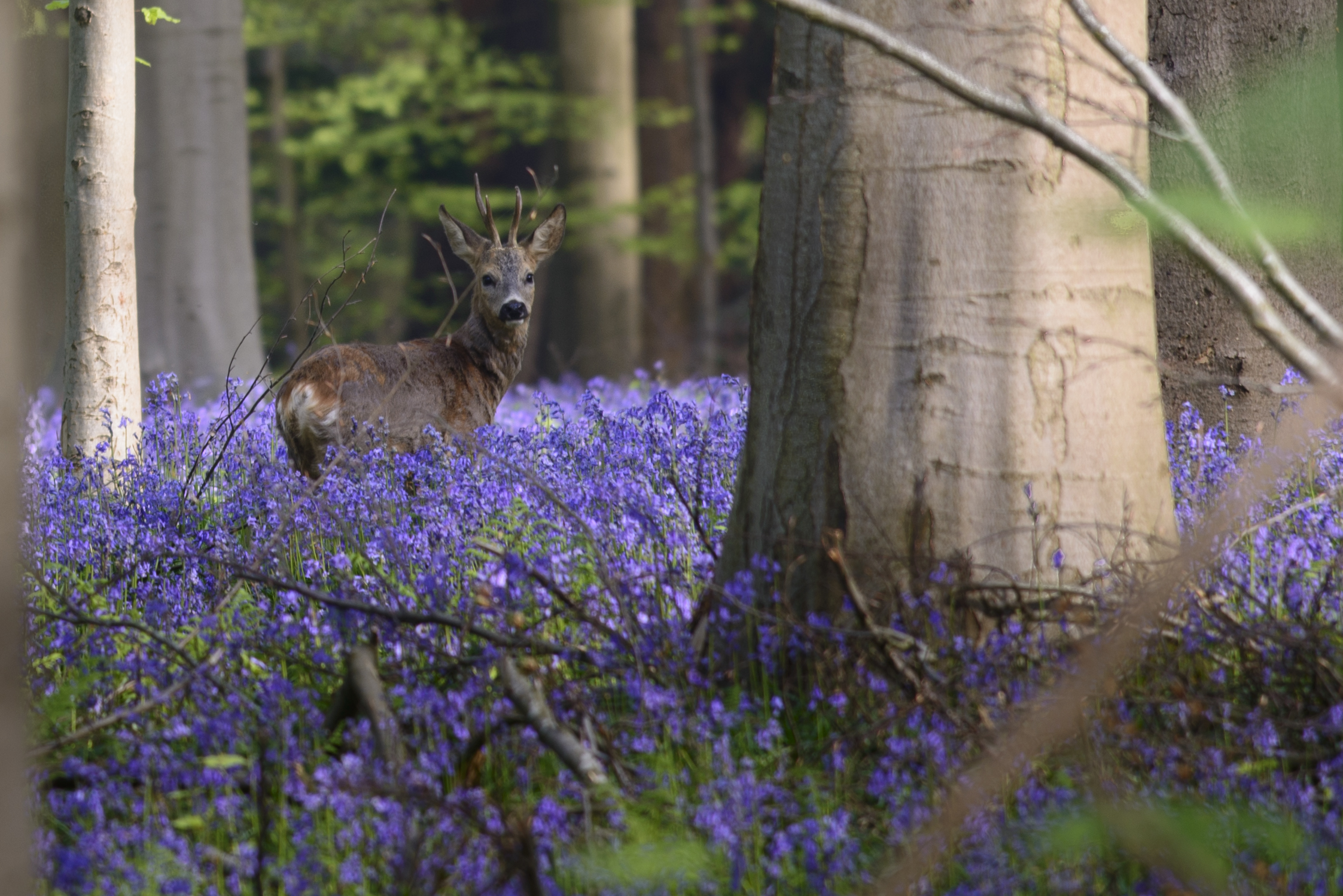 Ree in hyacintentapijt Hallerbos