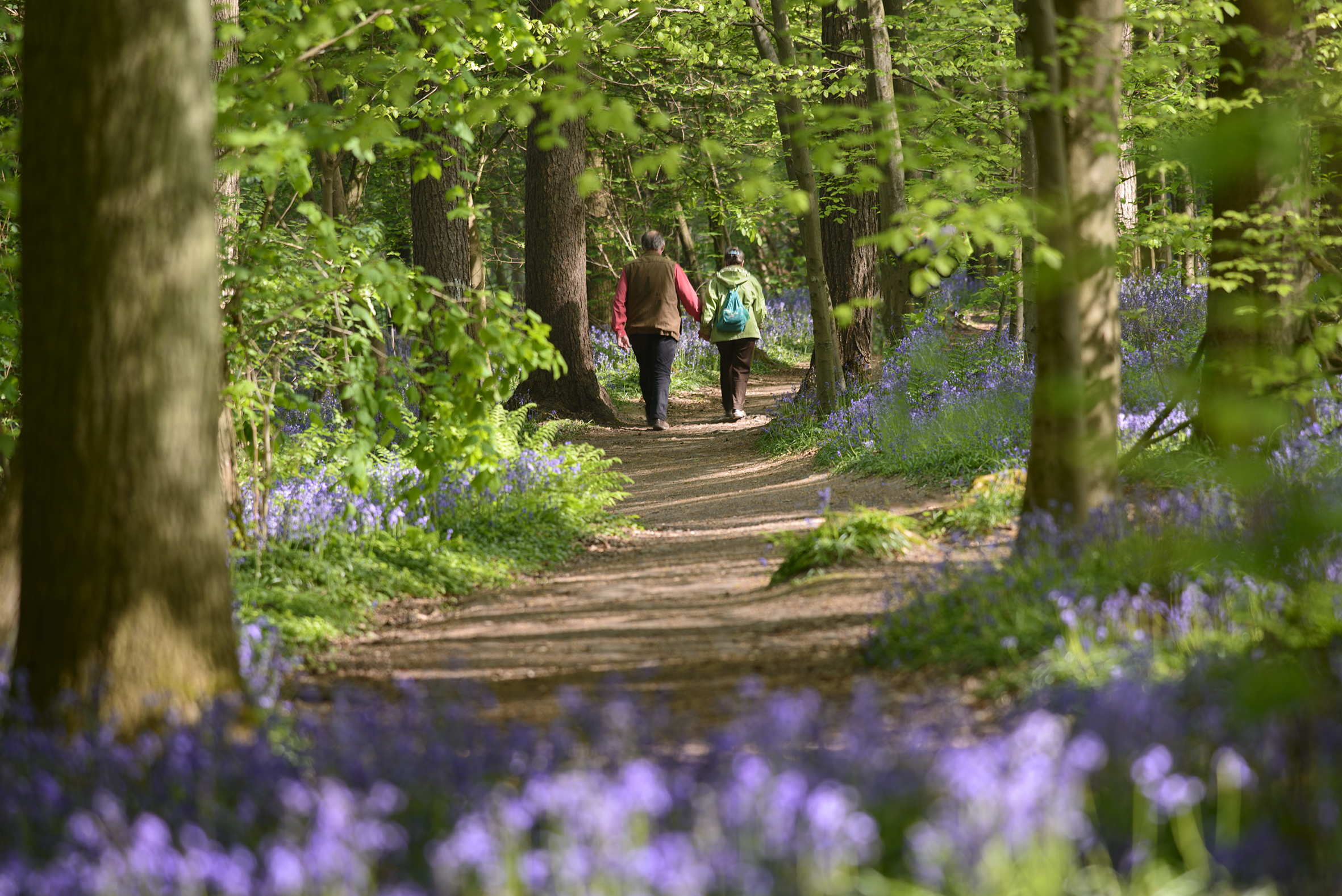 Wandelaars in Hallerbos