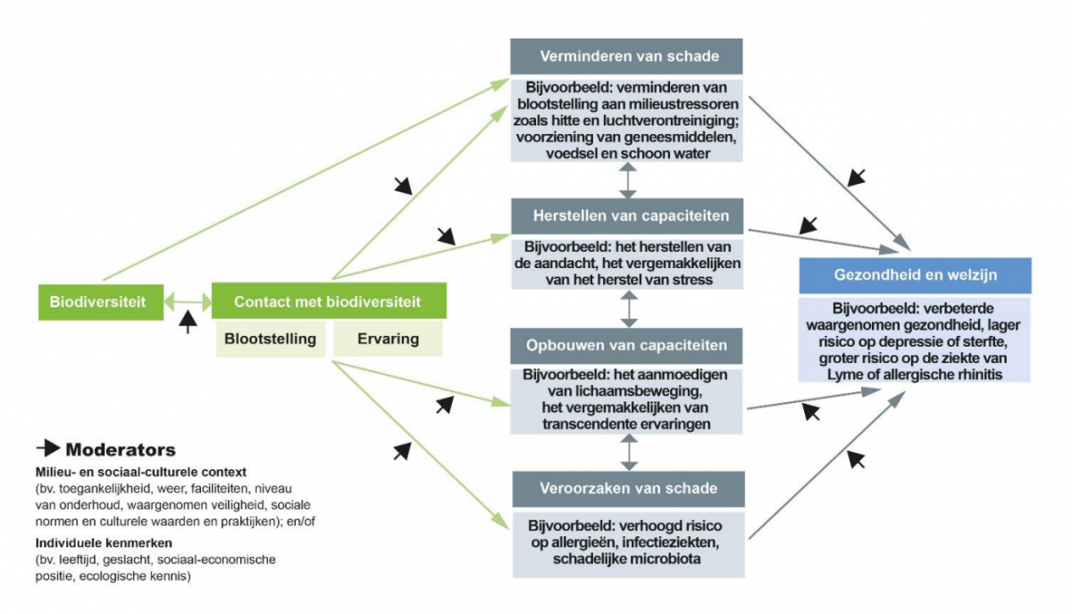 Infographic over de voor- en nadelen van contact tussen mens en natuur