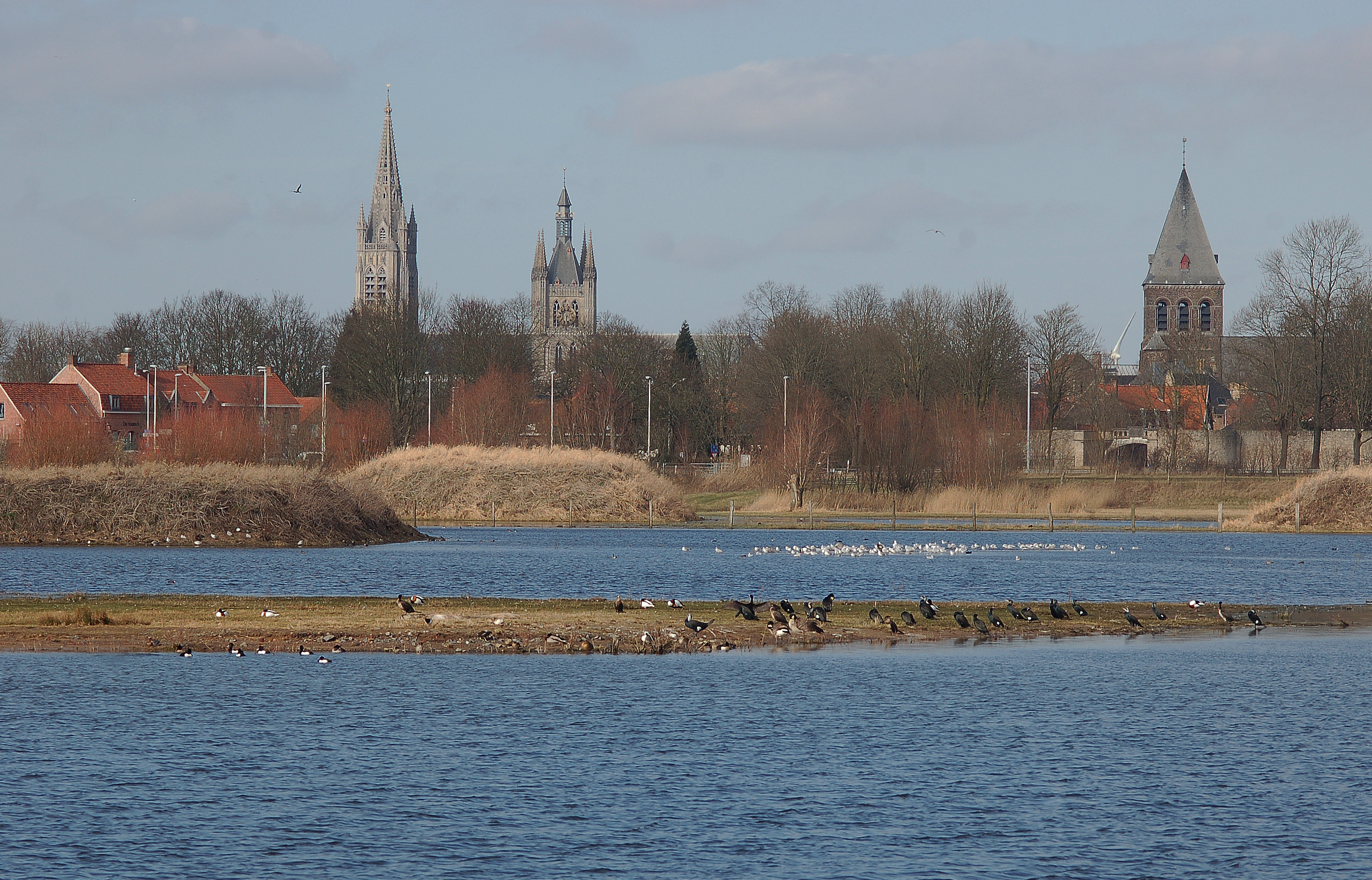 Uitzicht over het water met watervogels