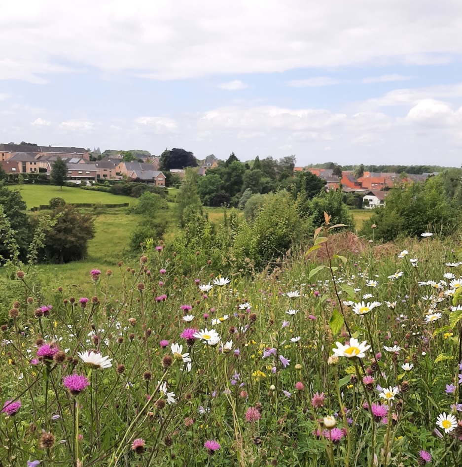 Bloemrijk grasland