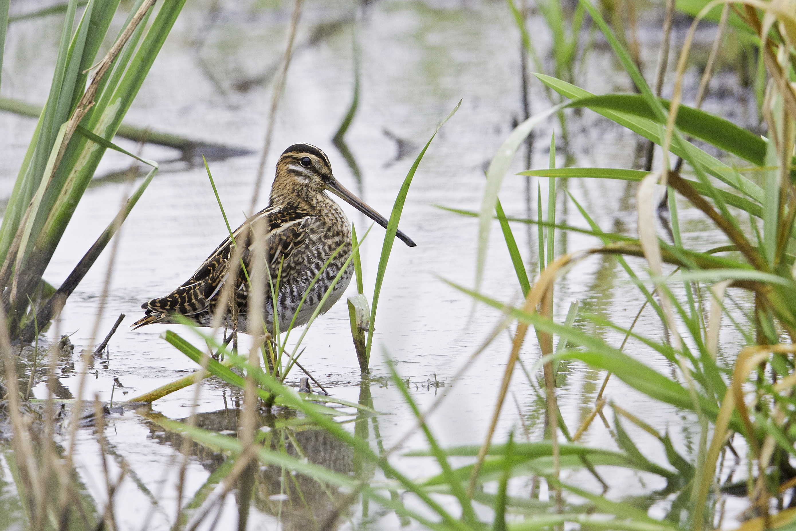 Watersnip