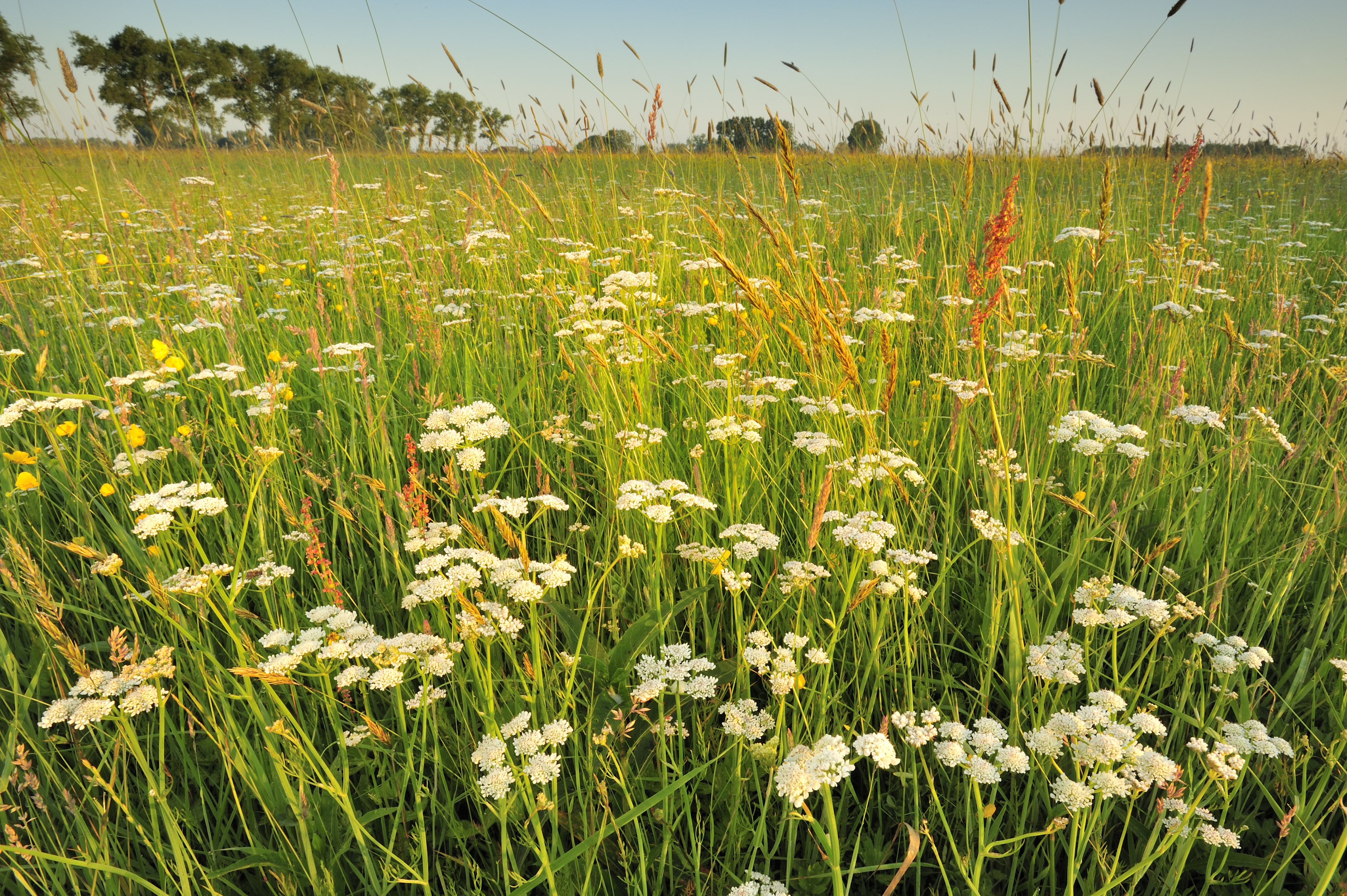 Weidekerveltorkruid in IJzerbroeken