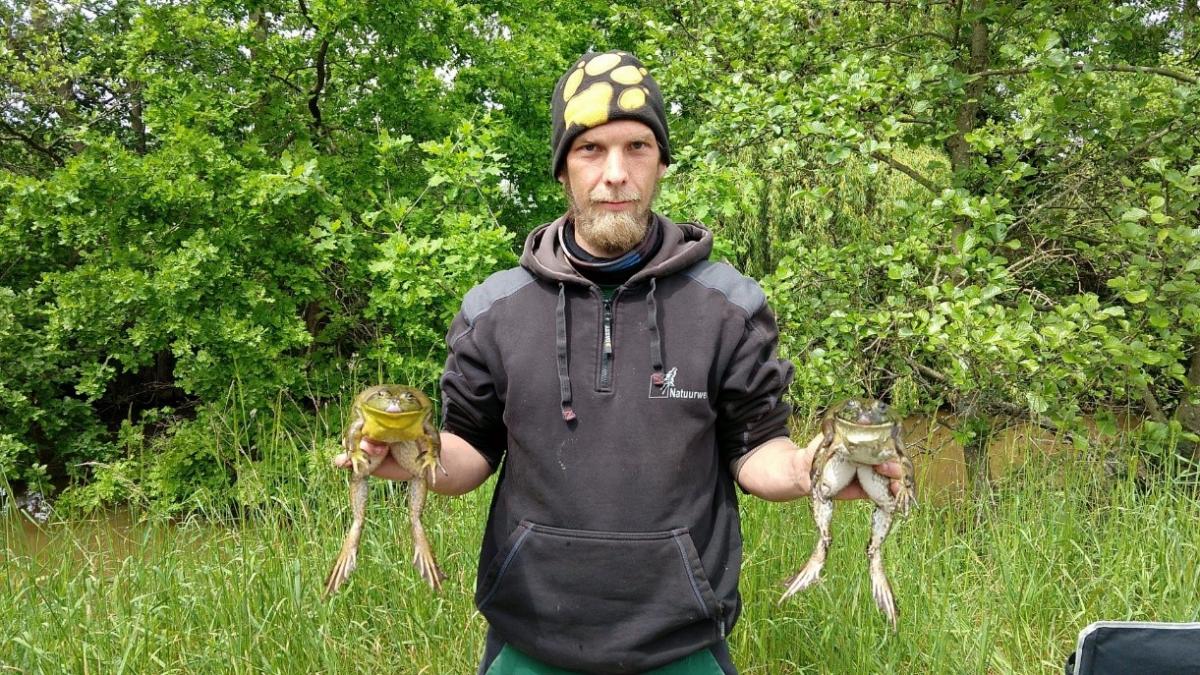 Man met een gevangen stierkikker in beide handen