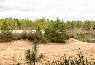 De Pinnekenswijer: een stukje moeras in natuurgebied Gerhagen