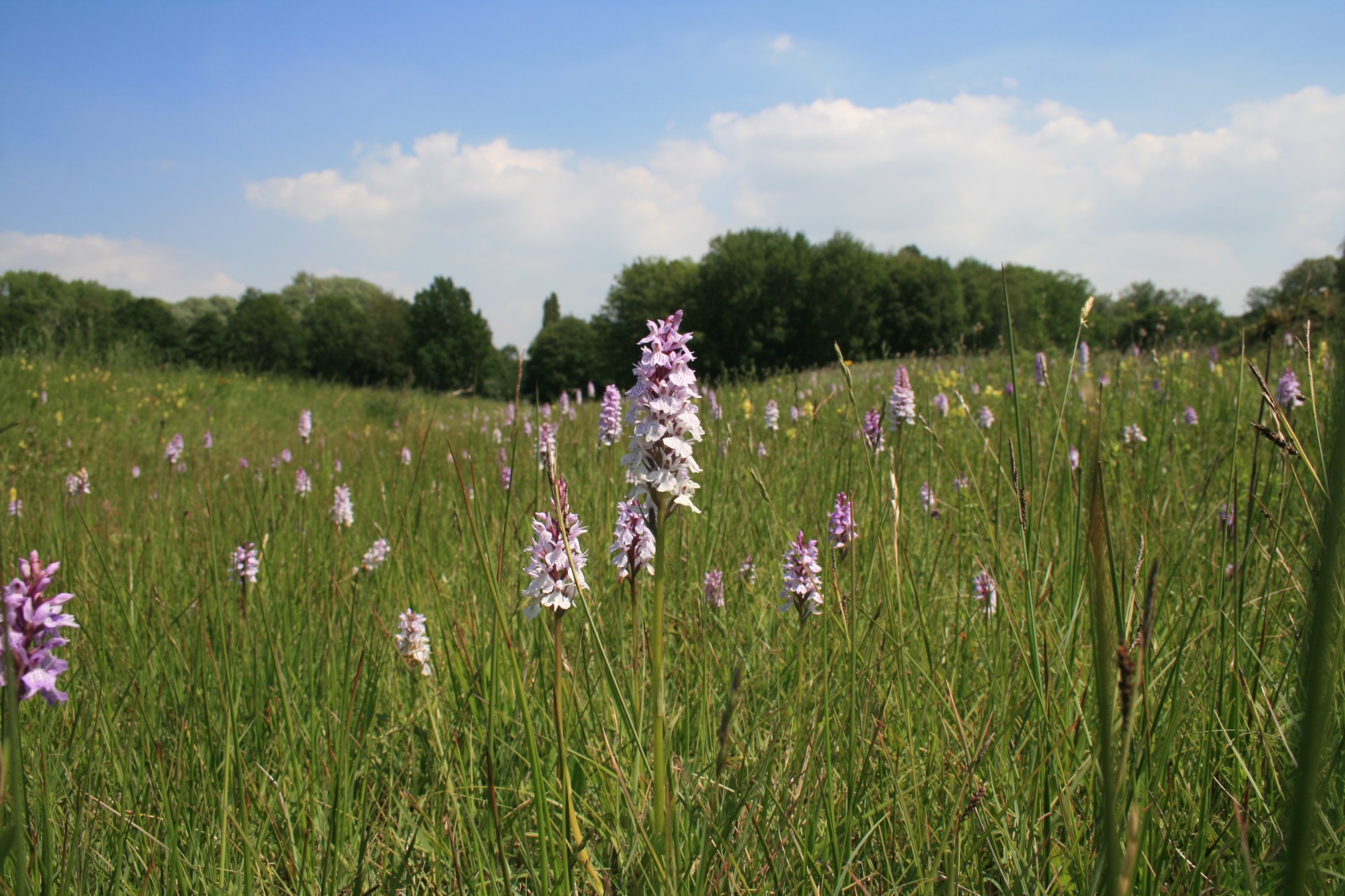 Gevlekte orchis in Vloethemveld