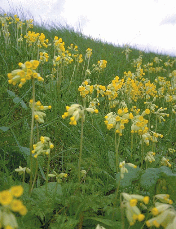 Gulden sleutelbloem